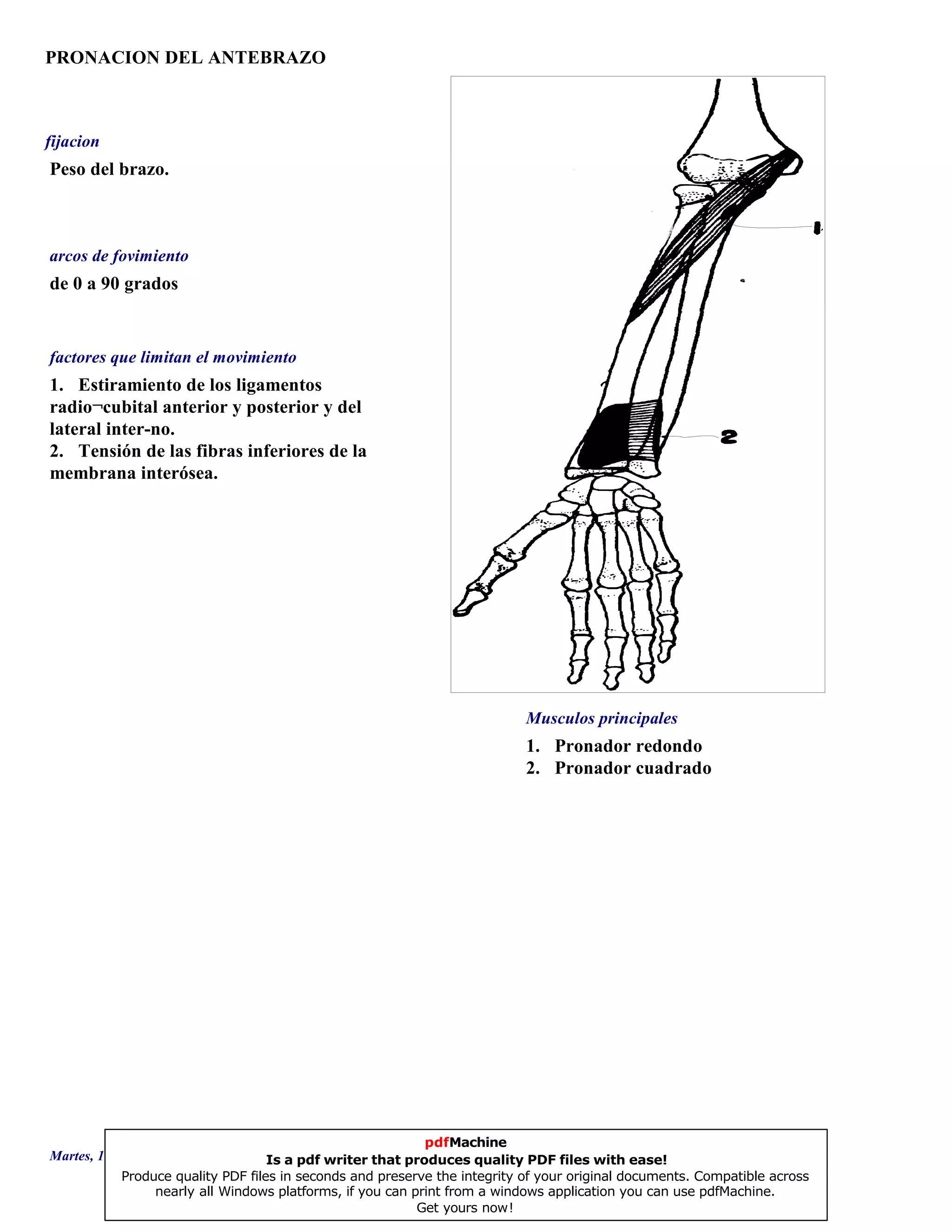 PRONACION DEL ANTEBRAZO
1. Pronador redondo
2. Pronador cuadrado
de 0 a 90 grados
1. Estiramiento de los ligamentos
radio¬cubital anterior y posterior y del
lateral inter-no.
2. Tensión de las fibras inferiores de la
membrana interósea.
Peso del brazo.
Musculos principales
arcos de fovimiento
factores que limitan el movimiento
fijacion
Martes, 18 de Septiembre de 2007 Página 104 de 135
pdfMachine
Is a pdf writer that produces quality PDF files with ease!
Produce quality PDF files in seconds and preserve the integrity of your original documents. Compatible across
nearly all Windows platforms, if you can print from a windows application you can use pdfMachine.
Get yours now!
 