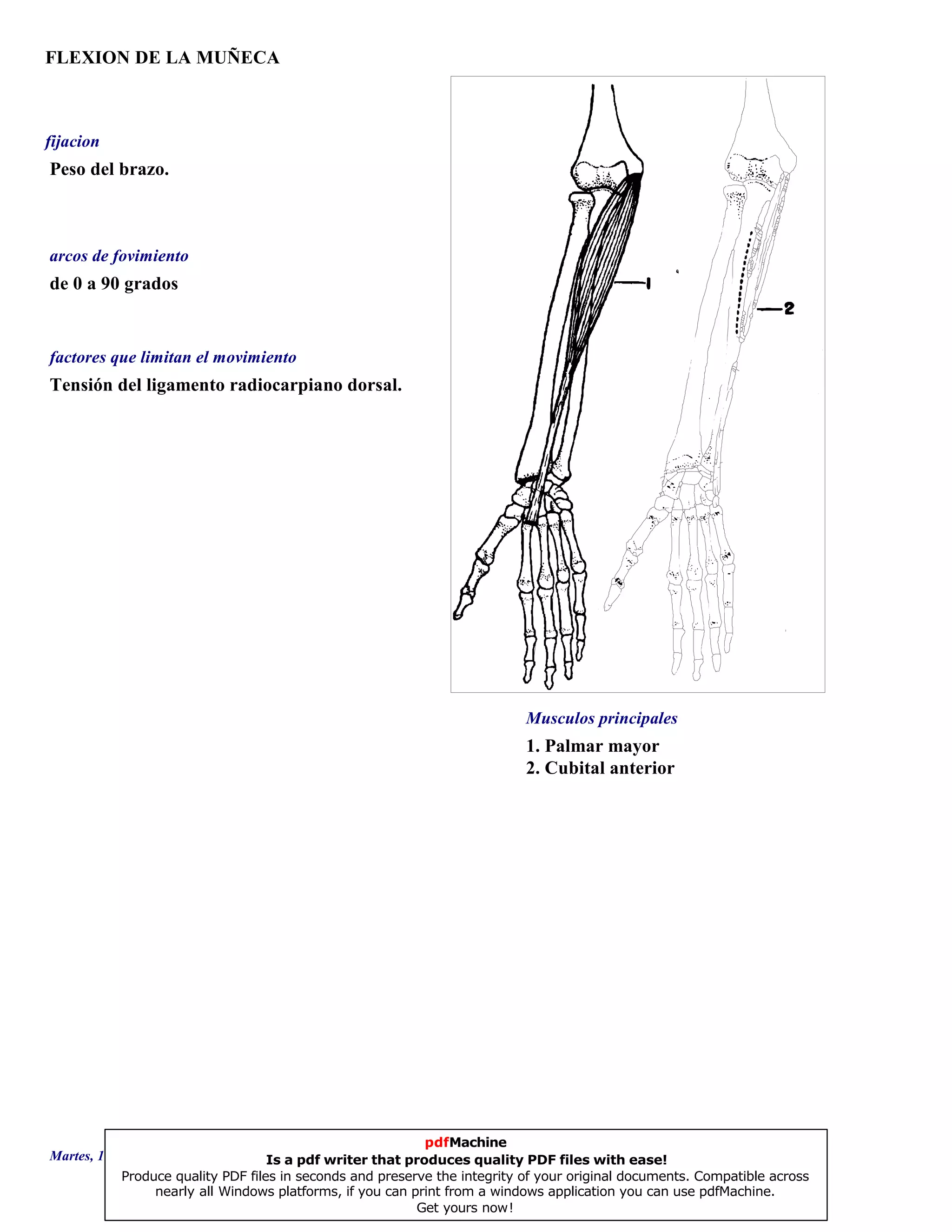 FLEXION DE LA MUÑECA
1. Palmar mayor
2. Cubital anterior
de 0 a 90 grados
Tensión del ligamento radiocarpiano dorsal.
Peso del brazo.
Musculos principales
arcos de fovimiento
factores que limitan el movimiento
fijacion
Martes, 18 de Septiembre de 2007 Página 107 de 135
pdfMachine
Is a pdf writer that produces quality PDF files with ease!
Produce quality PDF files in seconds and preserve the integrity of your original documents. Compatible across
nearly all Windows platforms, if you can print from a windows application you can use pdfMachine.
Get yours now!
 