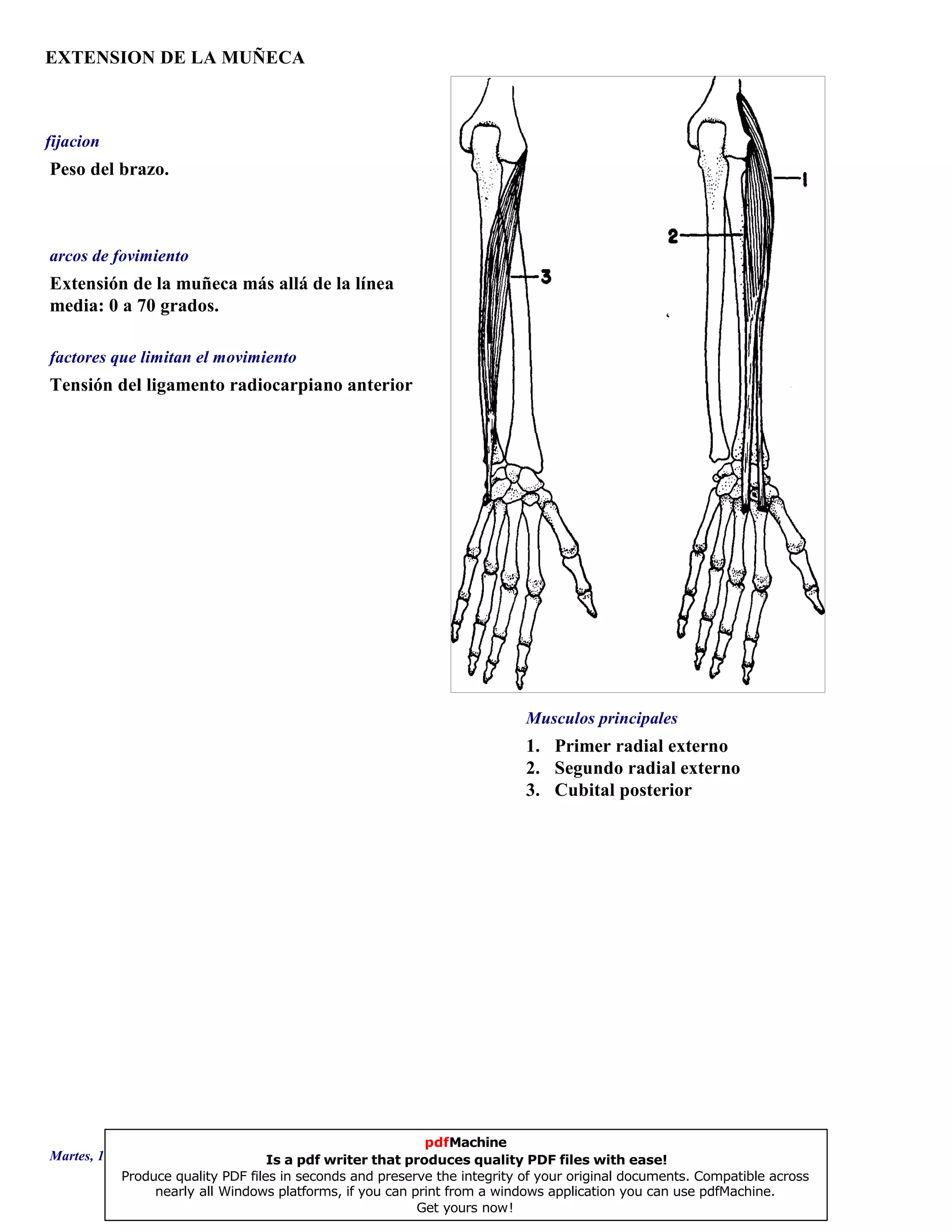EXTENSION DE LA MUÑECA
1. Primer radial externo
2. Segundo radial externo
3. Cubital posterior
Extensión de la muñeca más allá de la línea
media: 0 a 70 grados.
Tensión del ligamento radiocarpiano anterior
Peso del brazo.
Musculos principales
arcos de fovimiento
factores que limitan el movimiento
fijacion
Martes, 18 de Septiembre de 2007 Página 110 de 135
pdfMachine
Is a pdf writer that produces quality PDF files with ease!
Produce quality PDF files in seconds and preserve the integrity of your original documents. Compatible across
nearly all Windows platforms, if you can print from a windows application you can use pdfMachine.
Get yours now!
 
