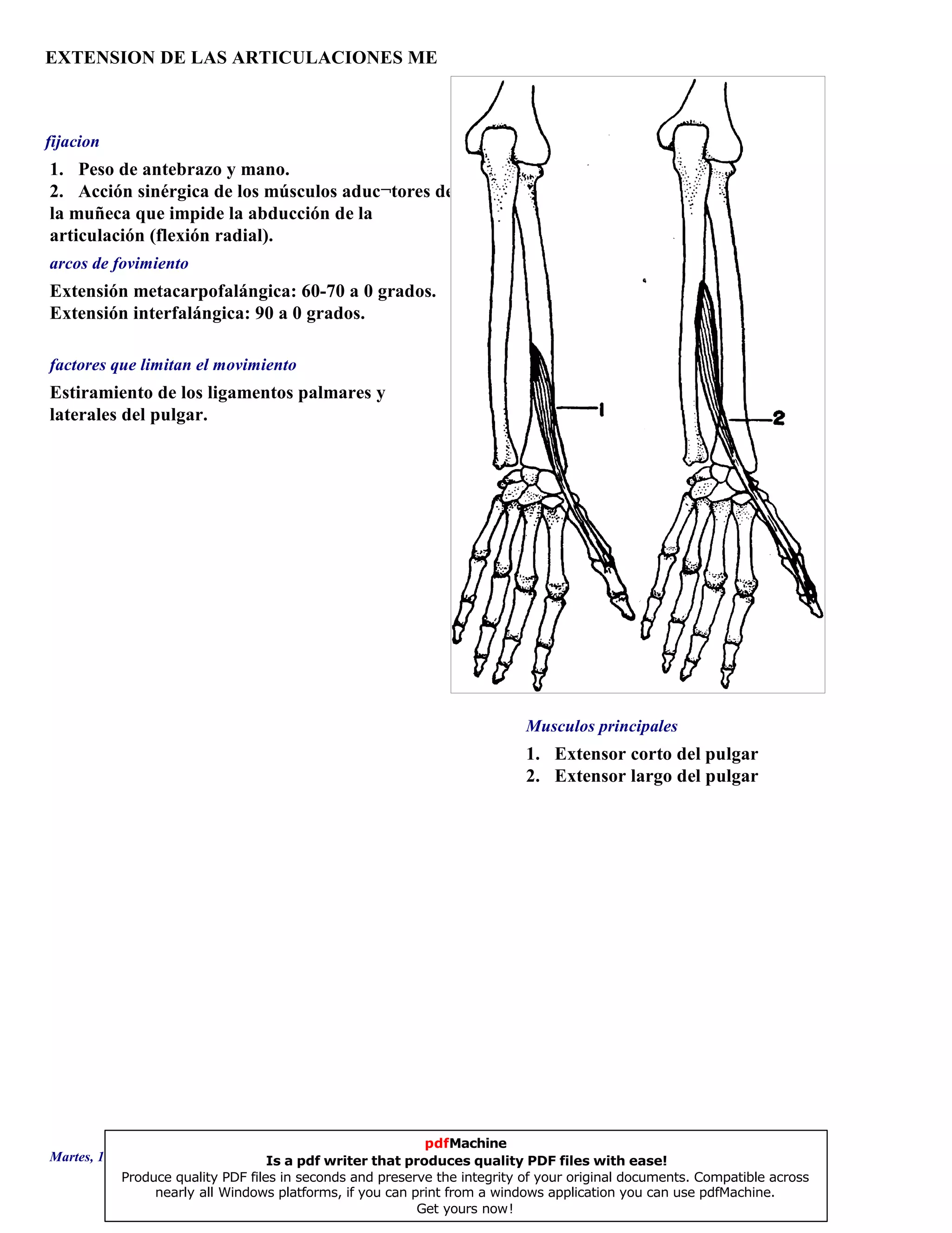 EXTENSION DE LAS ARTICULACIONES ME
1. Extensor corto del pulgar
2. Extensor largo del pulgar
Extensión metacarpofalángica: 60-70 a 0 grados.
Extensión interfalángica: 90 a 0 grados.
Estiramiento de los ligamentos palmares y
laterales del pulgar.
1. Peso de antebrazo y mano.
2. Acción sinérgica de los músculos aduc¬tores de
la muñeca que impide la abducción de la
articulación (flexión radial).
Musculos principales
arcos de fovimiento
factores que limitan el movimiento
fijacion
Martes, 18 de Septiembre de 2007 Página 129 de 135
pdfMachine
Is a pdf writer that produces quality PDF files with ease!
Produce quality PDF files in seconds and preserve the integrity of your original documents. Compatible across
nearly all Windows platforms, if you can print from a windows application you can use pdfMachine.
Get yours now!
 