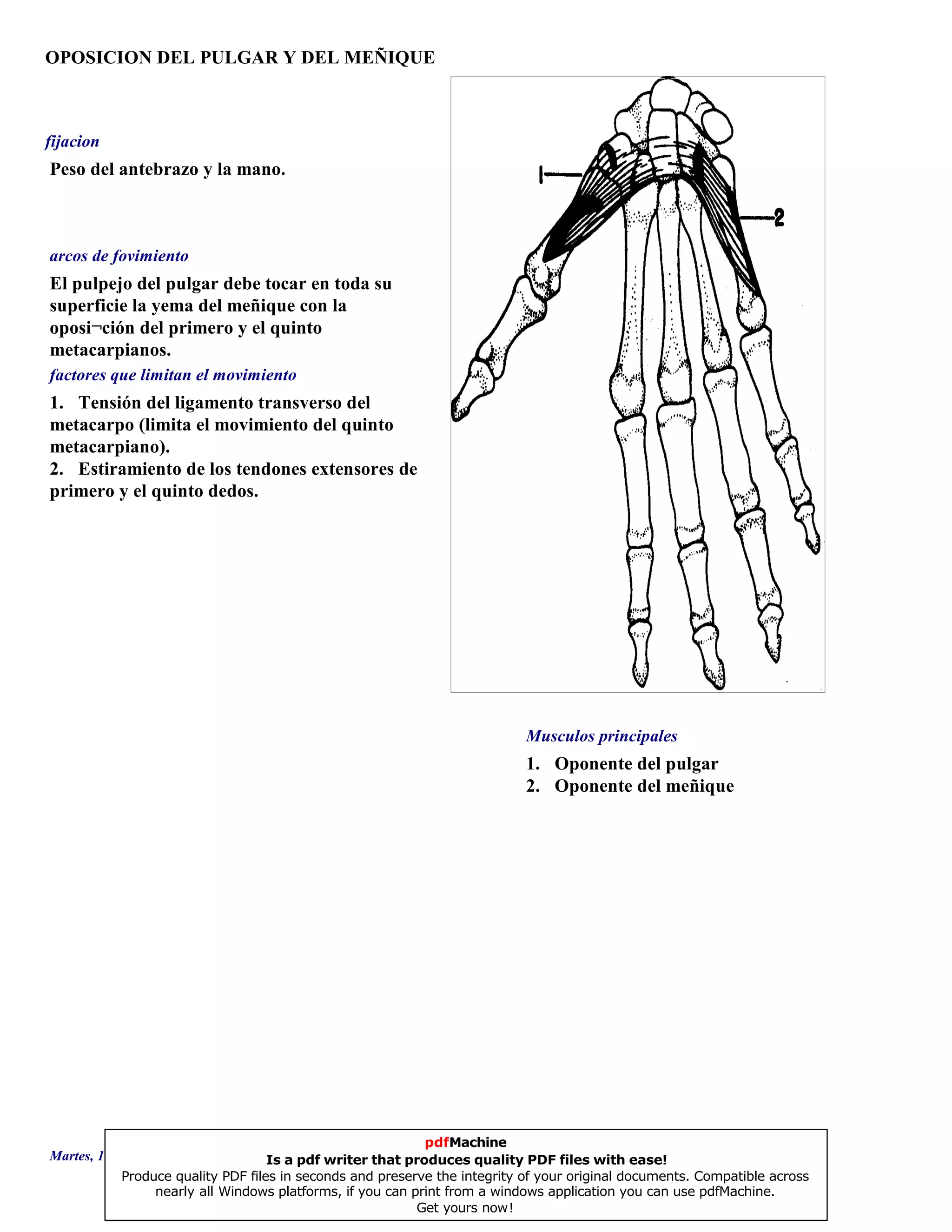 OPOSICION DEL PULGAR Y DEL MEÑIQUE
1. Oponente del pulgar
2. Oponente del meñique
El pulpejo del pulgar debe tocar en toda su
superficie la yema del meñique con la
oposi¬ción del primero y el quinto
metacarpianos.
1. Tensión del ligamento transverso del
metacarpo (limita el movimiento del quinto
metacarpiano).
2. Estiramiento de los tendones extensores del
primero y el quinto dedos.
Peso del antebrazo y la mano.
Musculos principales
arcos de fovimiento
factores que limitan el movimiento
fijacion
Martes, 18 de Septiembre de 2007 Página 134 de 135
pdfMachine
Is a pdf writer that produces quality PDF files with ease!
Produce quality PDF files in seconds and preserve the integrity of your original documents. Compatible across
nearly all Windows platforms, if you can print from a windows application you can use pdfMachine.
Get yours now!
 