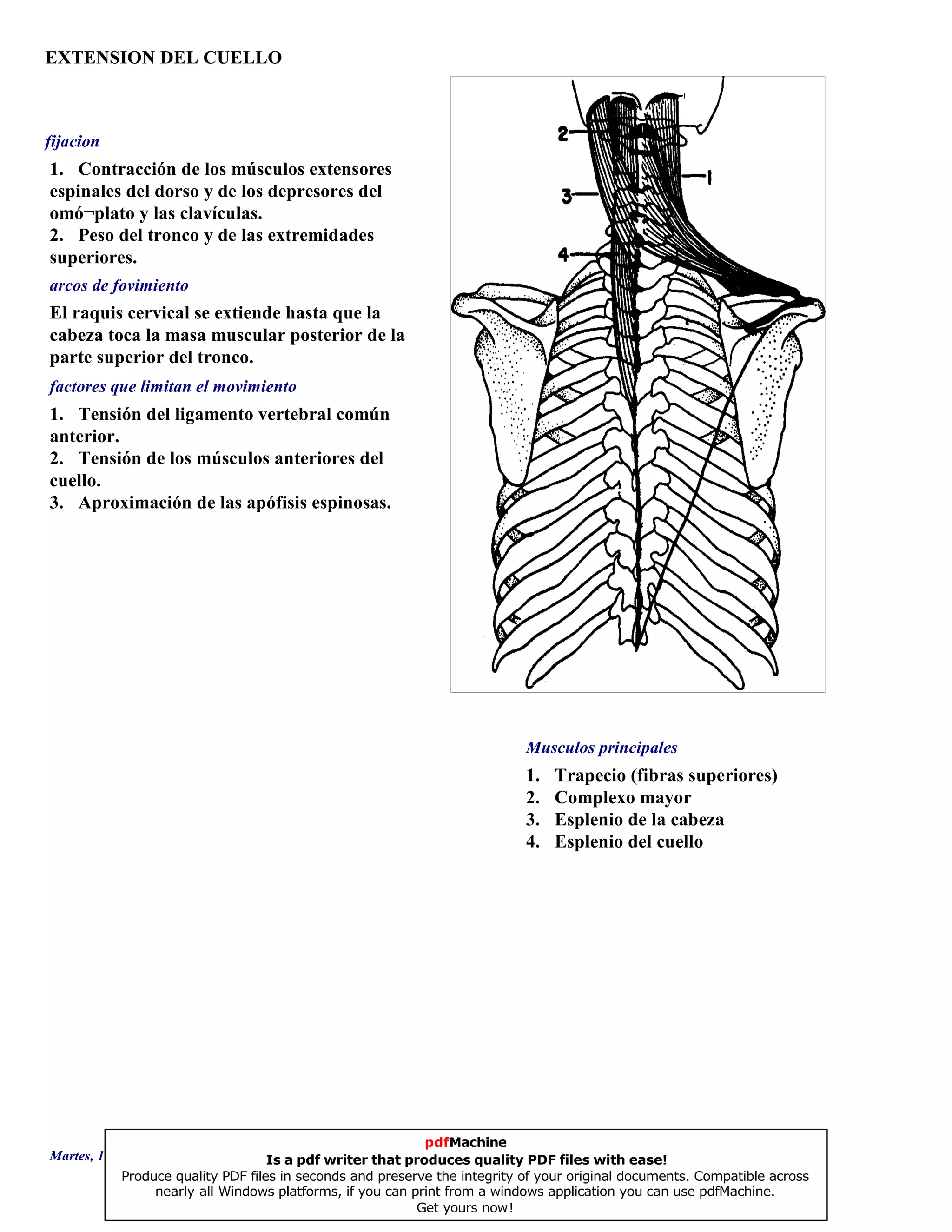 EXTENSION DEL CUELLO
1. Trapecio (fibras superiores)
2. Complexo mayor
3. Esplenio de la cabeza
4. Esplenio del cuello
El raquis cervical se extiende hasta que la
cabeza toca la masa muscular posterior de la
parte superior del tronco.
1. Tensión del ligamento vertebral común
anterior.
2. Tensión de los músculos anteriores del
cuello.
3. Aproximación de las apófisis espinosas.
1. Contracción de los músculos extensores
espinales del dorso y de los depresores del
omó¬plato y las clavículas.
2. Peso del tronco y de las extremidades
superiores.
Musculos principales
arcos de fovimiento
factores que limitan el movimiento
fijacion
Martes, 18 de Septiembre de 2007 Página 4 de 135
pdfMachine
Is a pdf writer that produces quality PDF files with ease!
Produce quality PDF files in seconds and preserve the integrity of your original documents. Compatible across
nearly all Windows platforms, if you can print from a windows application you can use pdfMachine.
Get yours now!
 