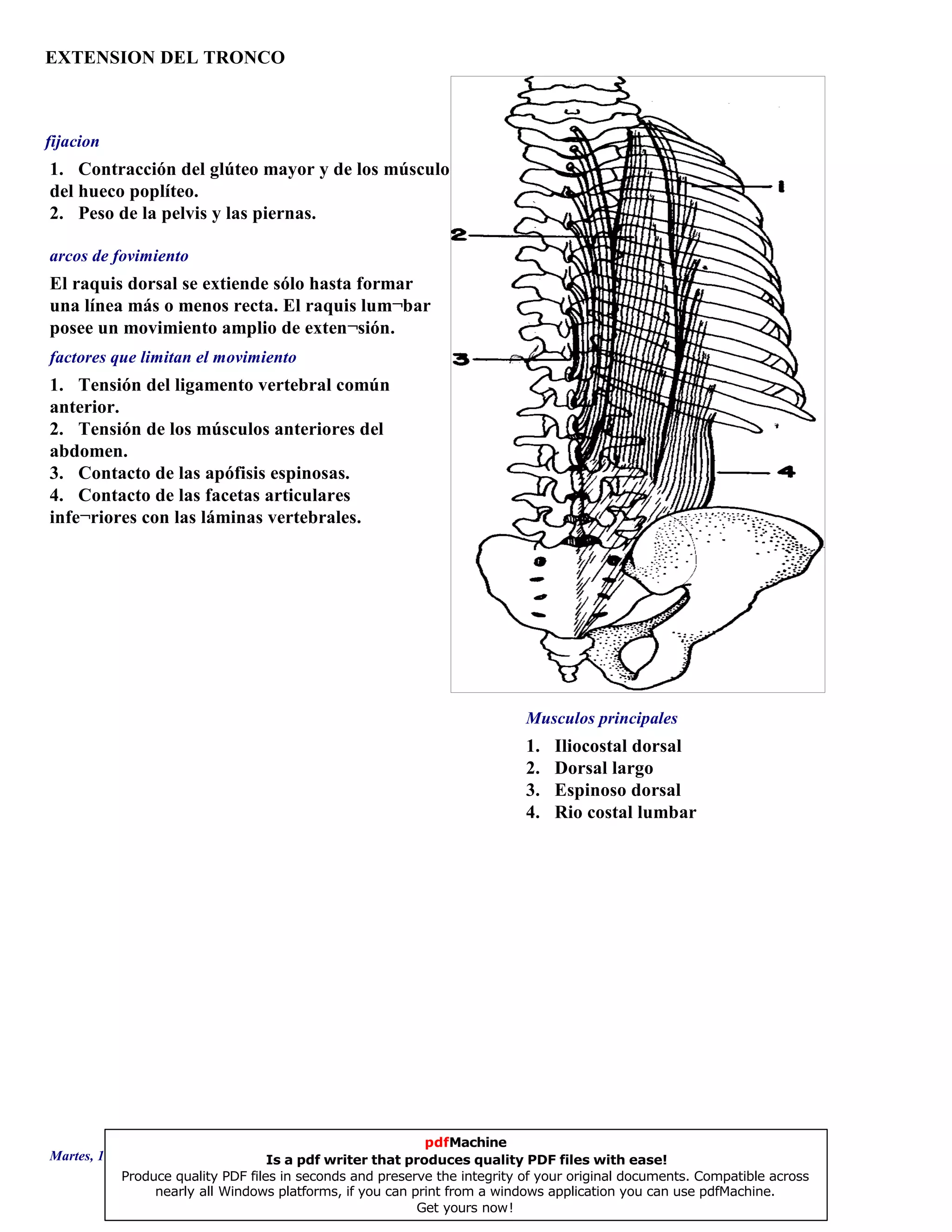 EXTENSION DEL TRONCO
1. Iliocostal dorsal
2. Dorsal largo
3. Espinoso dorsal
4. Rio costal lumbar
El raquis dorsal se extiende sólo hasta formar
una línea más o menos recta. El raquis lum¬bar
posee un movimiento amplio de exten¬sión.
1. Tensión del ligamento vertebral común
anterior.
2. Tensión de los músculos anteriores del
abdomen.
3. Contacto de las apófisis espinosas.
4. Contacto de las facetas articulares
infe¬riores con las láminas vertebrales.
1. Contracción del glúteo mayor y de los músculos
del hueco poplíteo.
2. Peso de la pelvis y las piernas.
Musculos principales
arcos de fovimiento
factores que limitan el movimiento
fijacion
Martes, 18 de Septiembre de 2007 Página 12 de 135
pdfMachine
Is a pdf writer that produces quality PDF files with ease!
Produce quality PDF files in seconds and preserve the integrity of your original documents. Compatible across
nearly all Windows platforms, if you can print from a windows application you can use pdfMachine.
Get yours now!
 