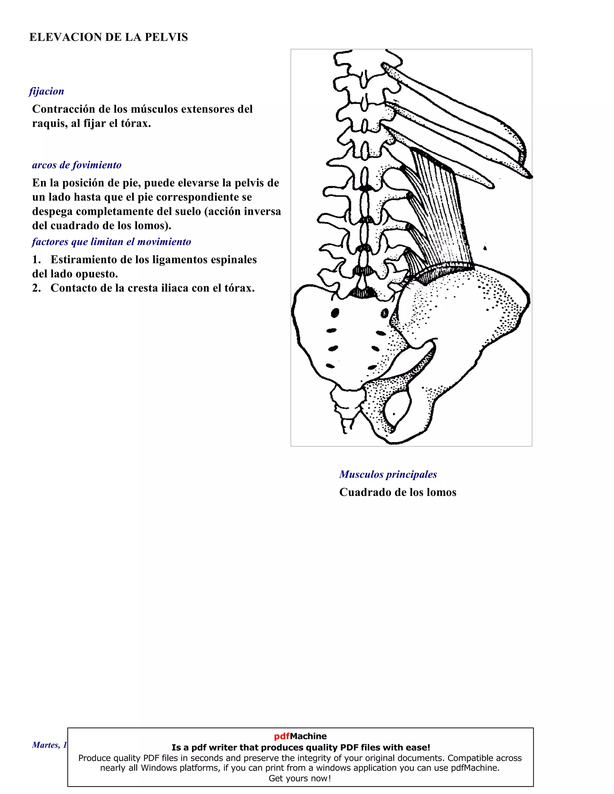 ELEVACION DE LA PELVIS
Cuadrado de los lomos
En la posición de pie, puede elevarse la pelvis de
un lado hasta que el pie correspondiente se
despega completamente del suelo (acción inversa
del cuadrado de los lomos).
1. Estiramiento de los ligamentos espinales
del lado opuesto.
2. Contacto de la cresta iliaca con el tórax.
Contracción de los músculos extensores del
raquis, al fijar el tórax.
Musculos principales
arcos de fovimiento
factores que limitan el movimiento
fijacion
Martes, 18 de Septiembre de 2007 Página 15 de 135
pdfMachine
Is a pdf writer that produces quality PDF files with ease!
Produce quality PDF files in seconds and preserve the integrity of your original documents. Compatible across
nearly all Windows platforms, if you can print from a windows application you can use pdfMachine.
Get yours now!
 