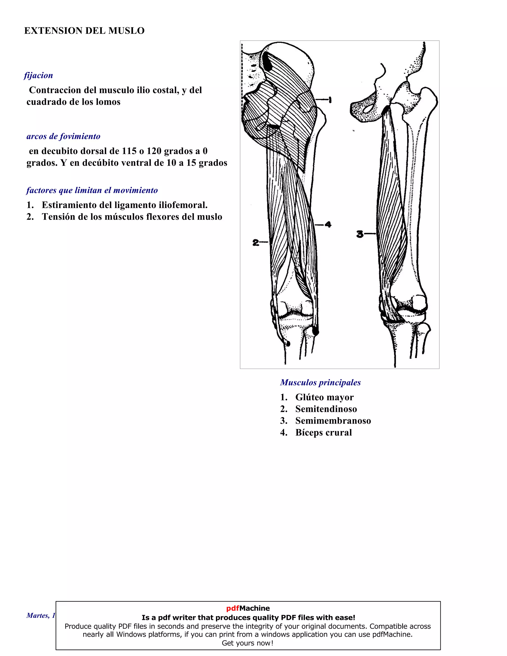 EXTENSION DEL MUSLO
1. Glúteo mayor
2. Semitendinoso
3. Semimembranoso
4. Bíceps crural
en decubito dorsal de 115 o 120 grados a 0
grados. Y en decúbito ventral de 10 a 15 grados
1. Estiramiento del ligamento iliofemoral.
2. Tensión de los músculos flexores del muslo
Contraccion del musculo ilio costal, y del
cuadrado de los lomos
Musculos principales
arcos de fovimiento
factores que limitan el movimiento
fijacion
Martes, 18 de Septiembre de 2007 Página 21 de 135
pdfMachine
Is a pdf writer that produces quality PDF files with ease!
Produce quality PDF files in seconds and preserve the integrity of your original documents. Compatible across
nearly all Windows platforms, if you can print from a windows application you can use pdfMachine.
Get yours now!
 