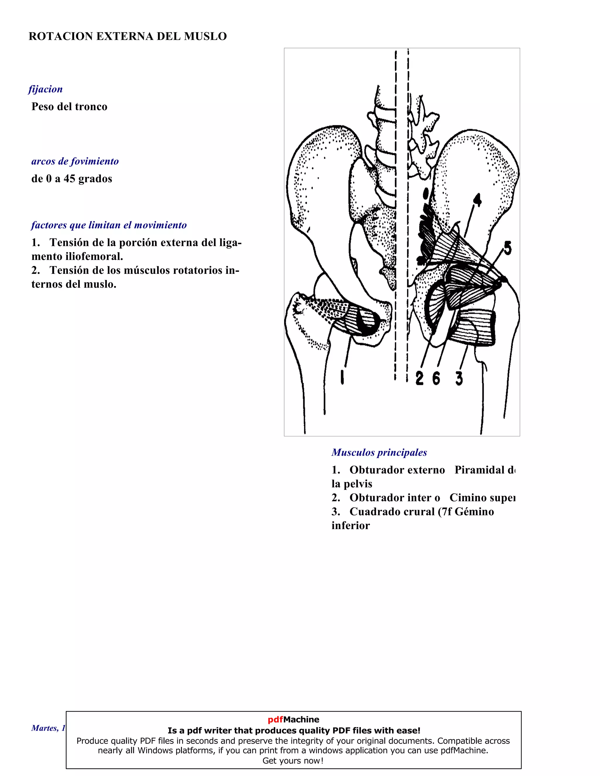 ROTACION EXTERNA DEL MUSLO
1. Obturador externo Piramidal de
la pelvis
2. Obturador inter o Cimino superior
3. Cuadrado crural (7f Gémino
inferior
de 0 a 45 grados
1. Tensión de la porción externa del liga-
mento iliofemoral.
2. Tensión de los músculos rotatorios in-
ternos del muslo.
Peso del tronco
Musculos principales
arcos de fovimiento
factores que limitan el movimiento
fijacion
Martes, 18 de Septiembre de 2007 Página 30 de 135
pdfMachine
Is a pdf writer that produces quality PDF files with ease!
Produce quality PDF files in seconds and preserve the integrity of your original documents. Compatible across
nearly all Windows platforms, if you can print from a windows application you can use pdfMachine.
Get yours now!
 