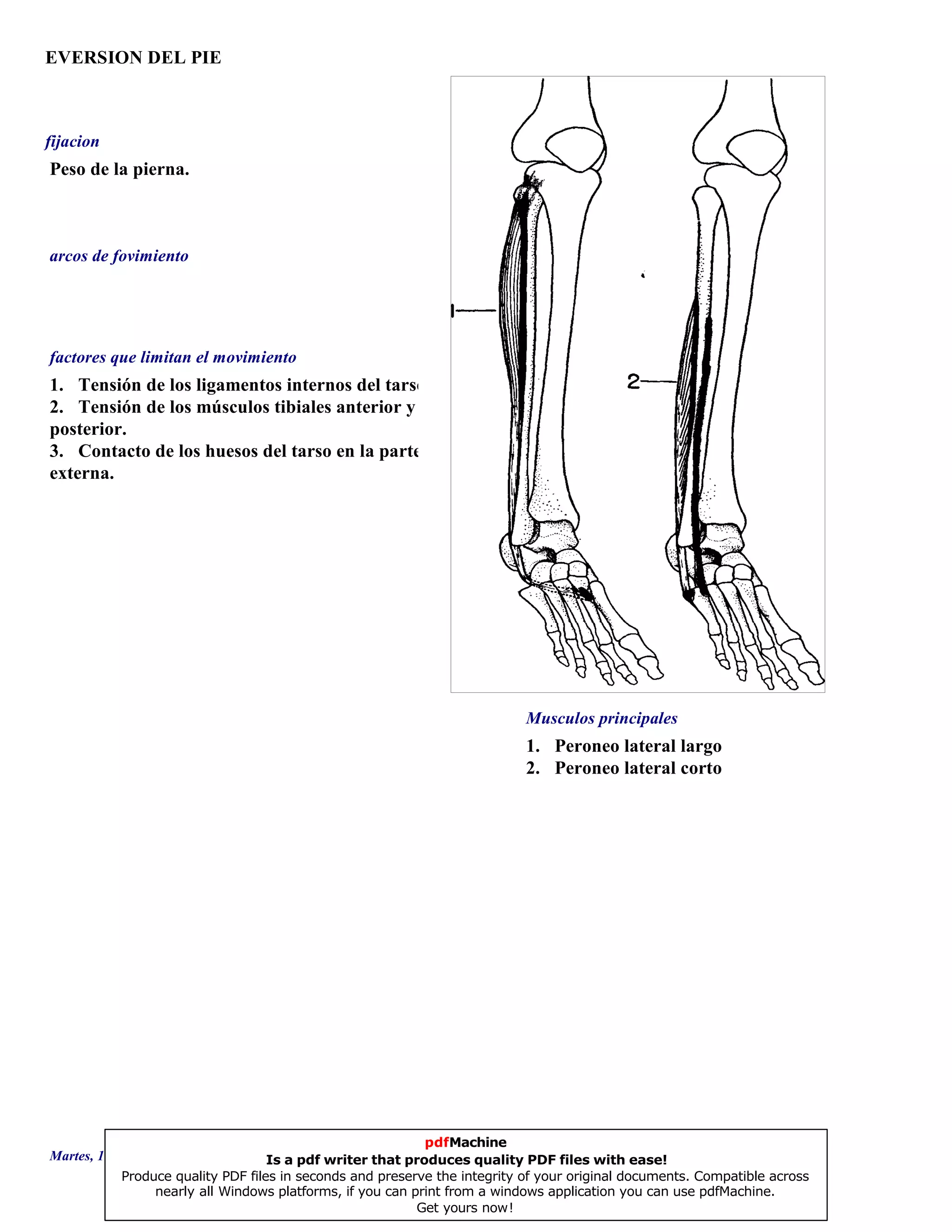 EVERSION DEL PIE
1. Peroneo lateral largo
2. Peroneo lateral corto
1. Tensión de los ligamentos internos del tarso.
2. Tensión de los músculos tibiales anterior y
posterior.
3. Contacto de los huesos del tarso en la parte
externa.
Peso de la pierna.
Musculos principales
arcos de fovimiento
factores que limitan el movimiento
fijacion
Martes, 18 de Septiembre de 2007 Página 50 de 135
pdfMachine
Is a pdf writer that produces quality PDF files with ease!
Produce quality PDF files in seconds and preserve the integrity of your original documents. Compatible across
nearly all Windows platforms, if you can print from a windows application you can use pdfMachine.
Get yours now!
 