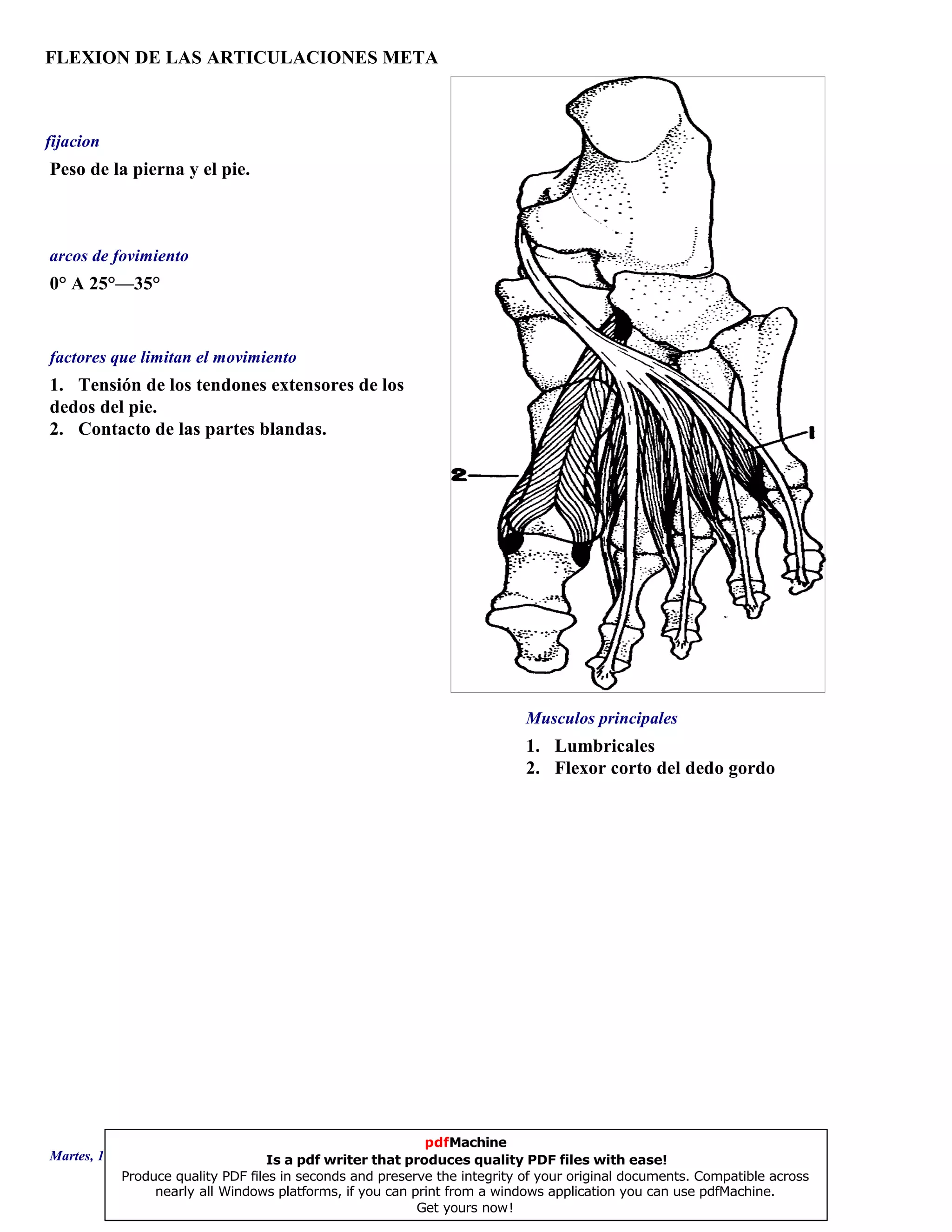 FLEXION DE LAS ARTICULACIONES META
1. Lumbricales
2. Flexor corto del dedo gordo
0° A 25°—35°
1. Tensión de los tendones extensores de los
dedos del pie.
2. Contacto de las partes blandas.
Peso de la pierna y el pie.
Musculos principales
arcos de fovimiento
factores que limitan el movimiento
fijacion
Martes, 18 de Septiembre de 2007 Página 53 de 135
pdfMachine
Is a pdf writer that produces quality PDF files with ease!
Produce quality PDF files in seconds and preserve the integrity of your original documents. Compatible across
nearly all Windows platforms, if you can print from a windows application you can use pdfMachine.
Get yours now!
 