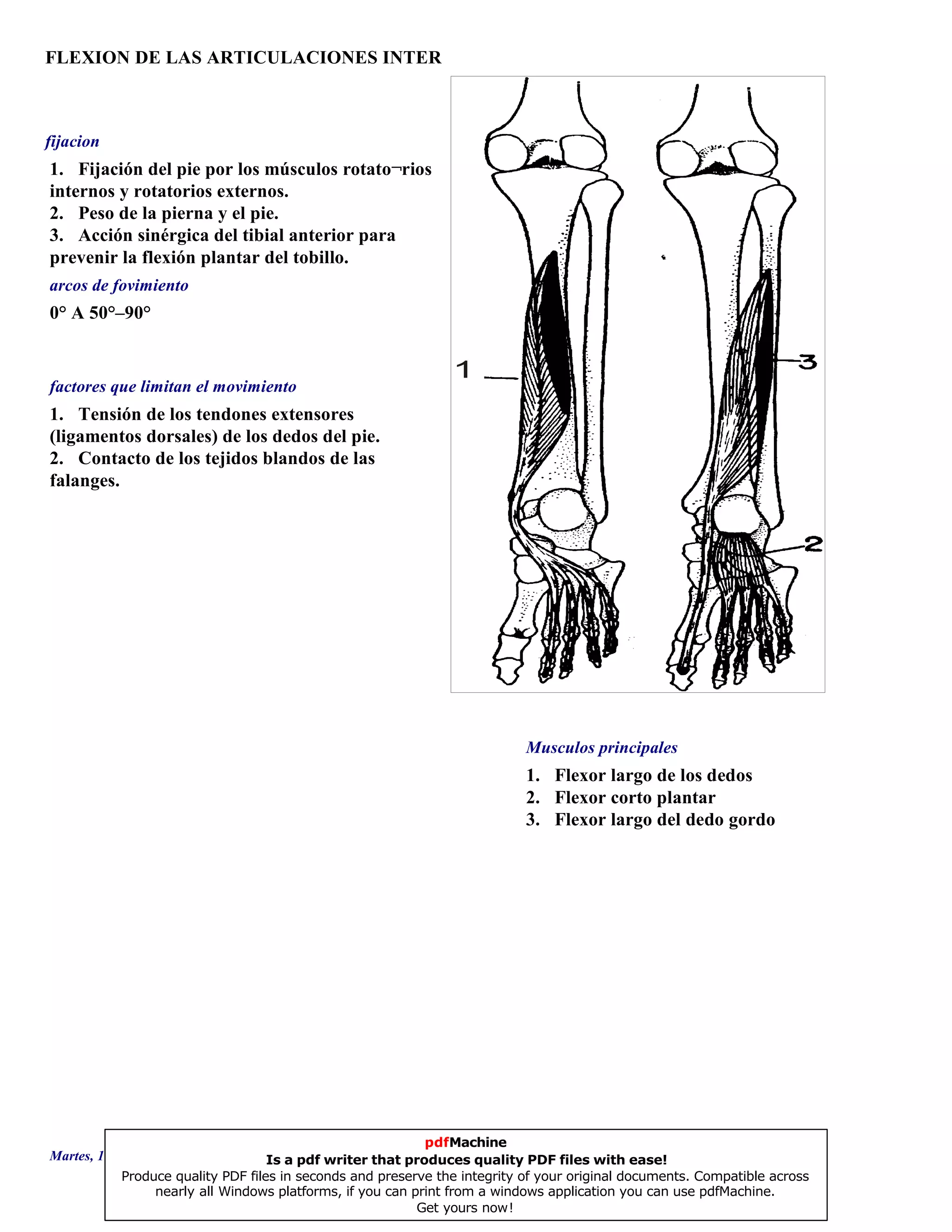FLEXION DE LAS ARTICULACIONES INTER
1. Flexor largo de los dedos
2. Flexor corto plantar
3. Flexor largo del dedo gordo
0° A 50°–90°
1. Tensión de los tendones extensores
(ligamentos dorsales) de los dedos del pie.
2. Contacto de los tejidos blandos de las
falanges.
1. Fijación del pie por los músculos rotato¬rios
internos y rotatorios externos.
2. Peso de la pierna y el pie.
3. Acción sinérgica del tibial anterior para
prevenir la flexión plantar del tobillo.
1
Musculos principales
arcos de fovimiento
factores que limitan el movimiento
fijacion
Martes, 18 de Septiembre de 2007 Página 55 de 135
pdfMachine
Is a pdf writer that produces quality PDF files with ease!
Produce quality PDF files in seconds and preserve the integrity of your original documents. Compatible across
nearly all Windows platforms, if you can print from a windows application you can use pdfMachine.
Get yours now!
 