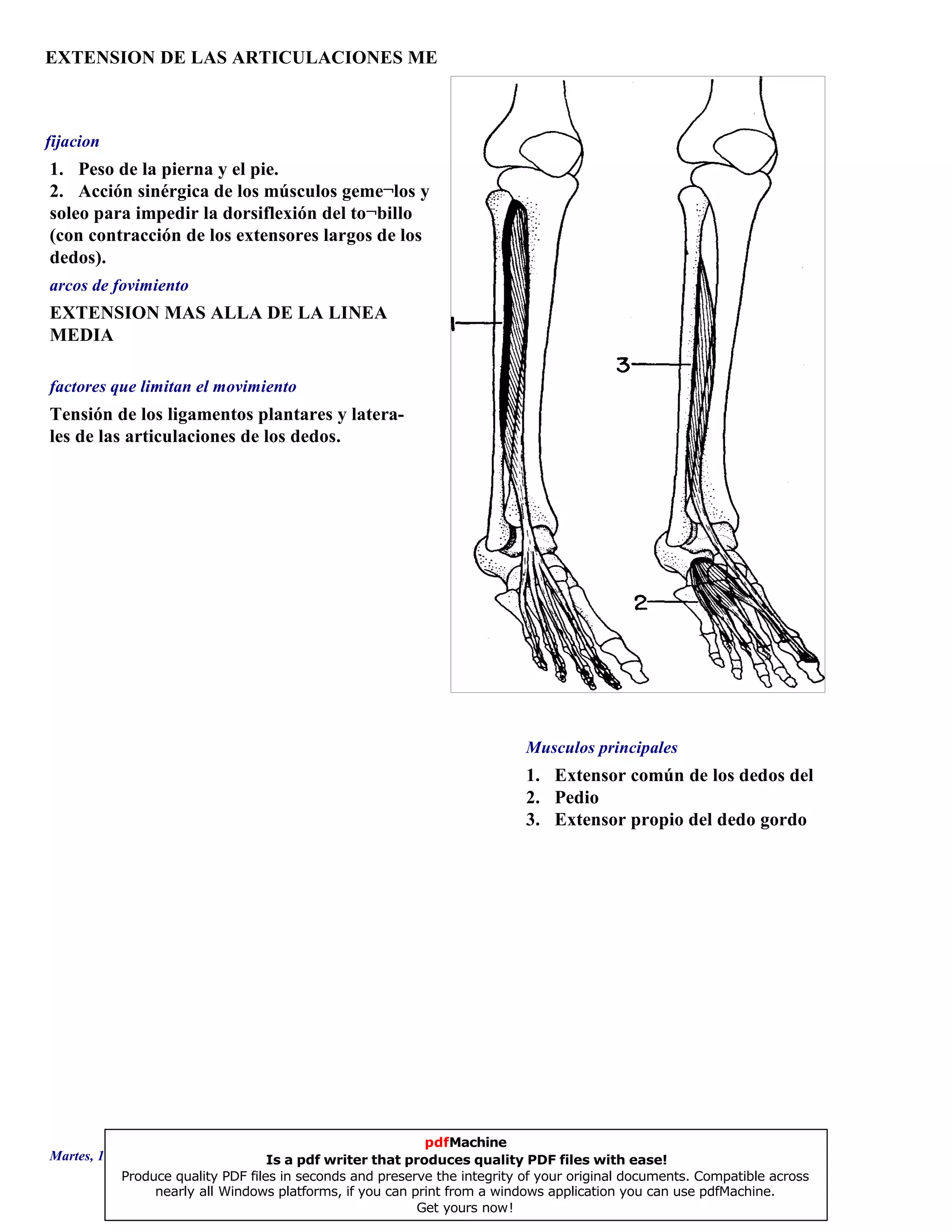 EXTENSION DE LAS ARTICULACIONES ME
1. Extensor común de los dedos del p
2. Pedio
3. Extensor propio del dedo gordo
EXTENSION MAS ALLA DE LA LINEA
MEDIA
Tensión de los ligamentos plantares y latera-
les de las articulaciones de los dedos.
1. Peso de la pierna y el pie.
2. Acción sinérgica de los músculos geme¬los y
soleo para impedir la dorsiflexión del to¬billo
(con contracción de los extensores largos de los
dedos).
Musculos principales
arcos de fovimiento
factores que limitan el movimiento
fijacion
Martes, 18 de Septiembre de 2007 Página 57 de 135
pdfMachine
Is a pdf writer that produces quality PDF files with ease!
Produce quality PDF files in seconds and preserve the integrity of your original documents. Compatible across
nearly all Windows platforms, if you can print from a windows application you can use pdfMachine.
Get yours now!
 