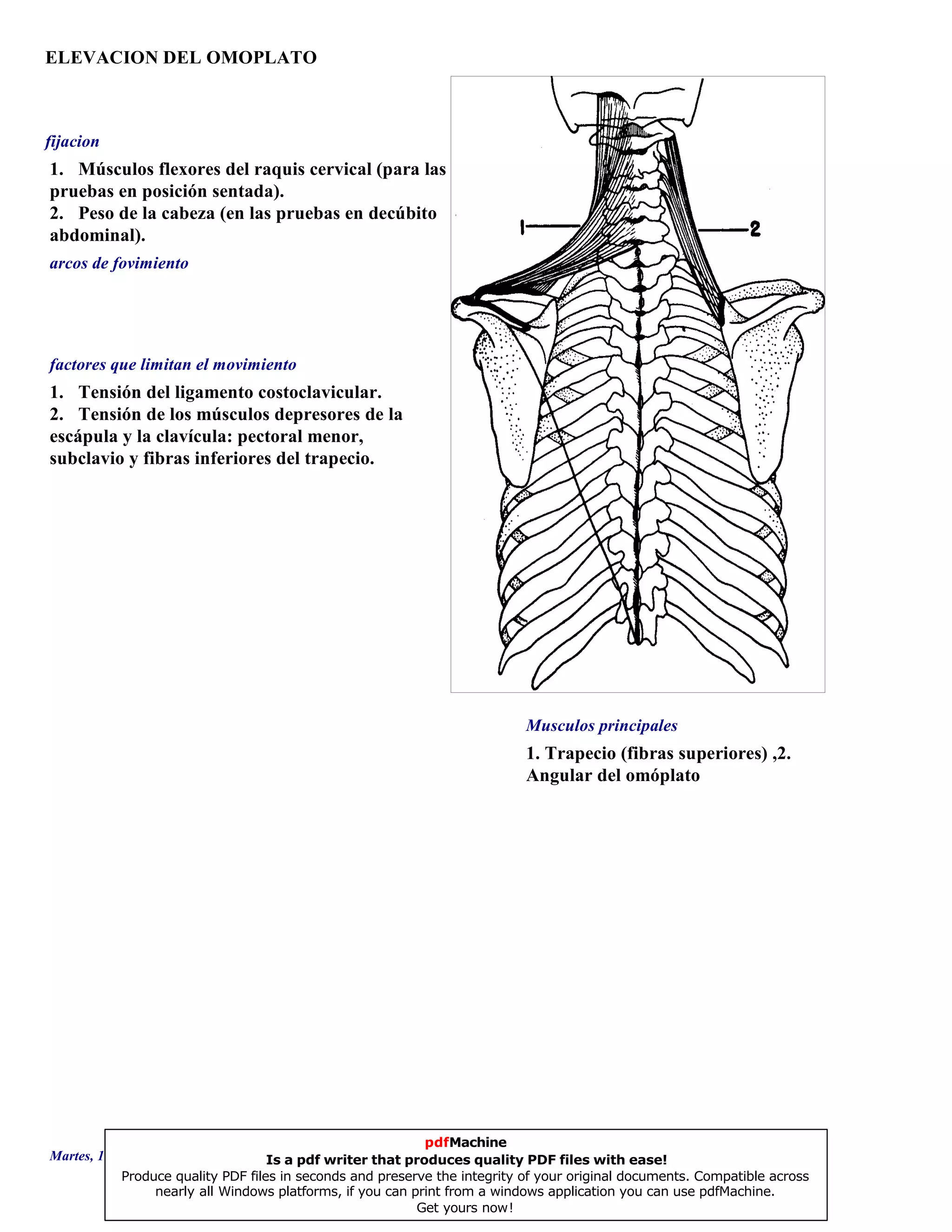 ELEVACION DEL OMOPLATO
1. Trapecio (fibras superiores) ,2.
Angular del omóplato
1. Tensión del ligamento costoclavicular.
2. Tensión de los músculos depresores de la
escápula y la clavícula: pectoral menor,
subclavio y fibras inferiores del trapecio.
1. Músculos flexores del raquis cervical (para las
pruebas en posición sentada).
2. Peso de la cabeza (en las pruebas en decúbito
abdominal).
Musculos principales
arcos de fovimiento
factores que limitan el movimiento
fijacion
Martes, 18 de Septiembre de 2007 Página 62 de 135
pdfMachine
Is a pdf writer that produces quality PDF files with ease!
Produce quality PDF files in seconds and preserve the integrity of your original documents. Compatible across
nearly all Windows platforms, if you can print from a windows application you can use pdfMachine.
Get yours now!
 