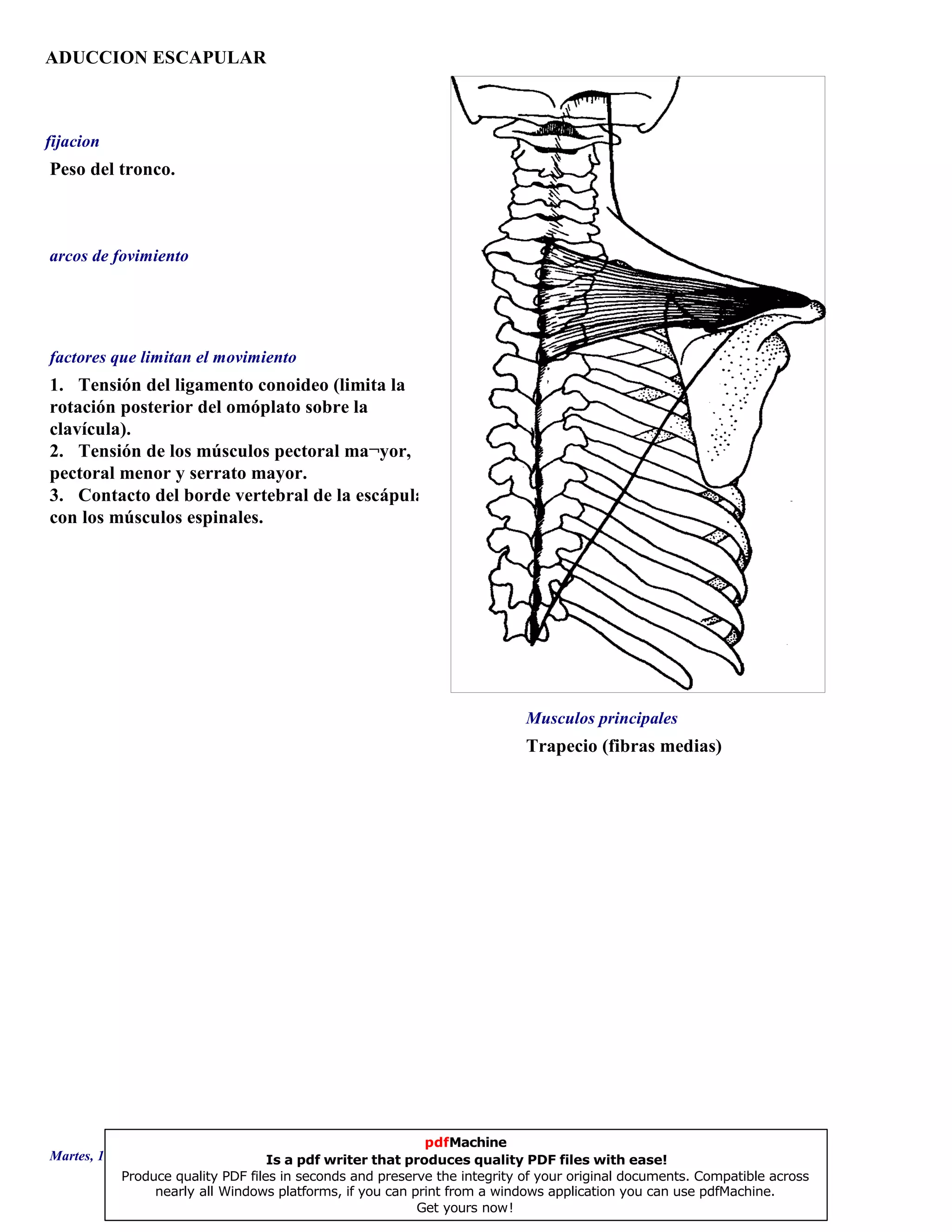 ADUCCION ESCAPULAR
Trapecio (fibras medias)
1. Tensión del ligamento conoideo (limita la
rotación posterior del omóplato sobre la
clavícula).
2. Tensión de los músculos pectoral ma¬yor,
pectoral menor y serrato mayor.
3. Contacto del borde vertebral de la escápula
con los músculos espinales.
Peso del tronco.
Musculos principales
arcos de fovimiento
factores que limitan el movimiento
fijacion
Martes, 18 de Septiembre de 2007 Página 65 de 135
pdfMachine
Is a pdf writer that produces quality PDF files with ease!
Produce quality PDF files in seconds and preserve the integrity of your original documents. Compatible across
nearly all Windows platforms, if you can print from a windows application you can use pdfMachine.
Get yours now!
 
