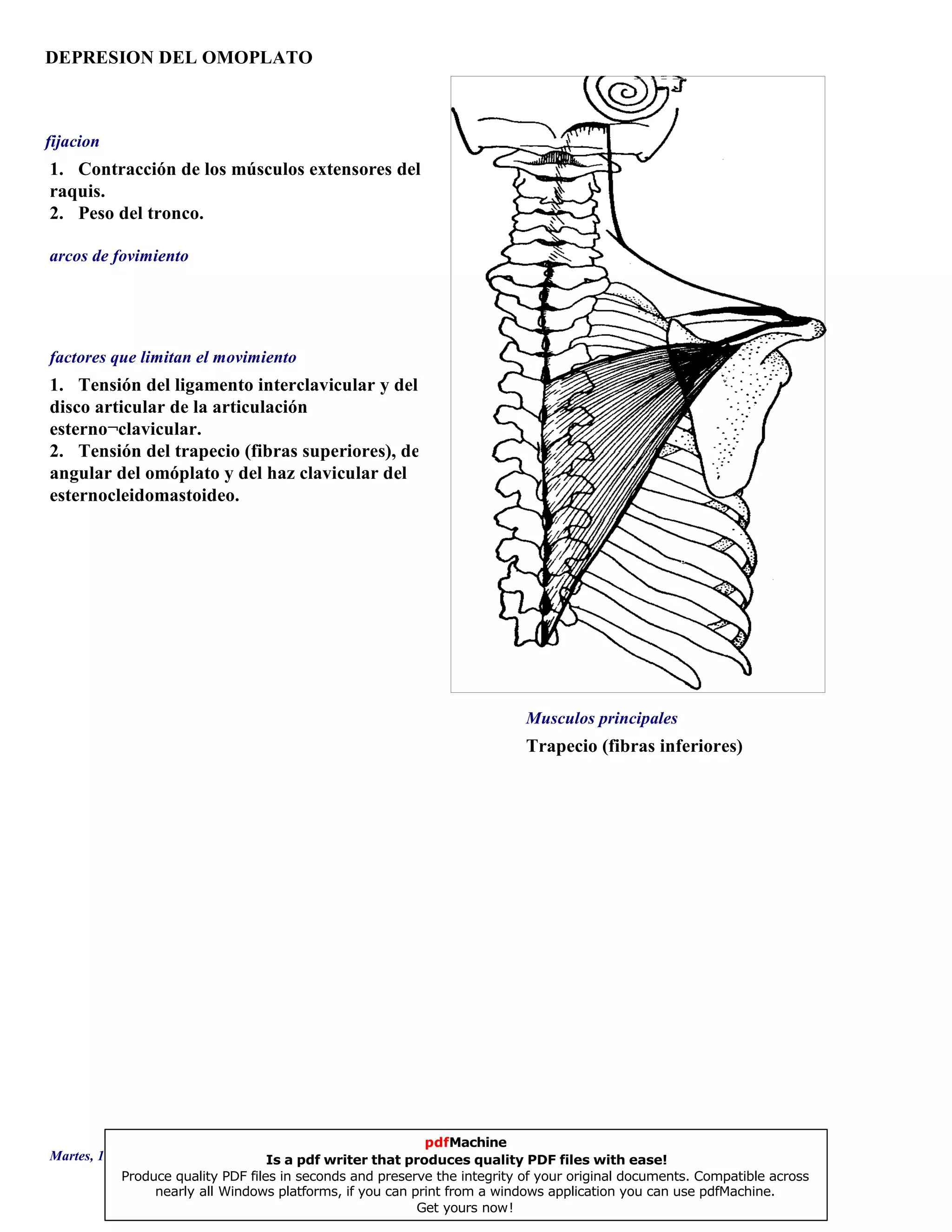 DEPRESION DEL OMOPLATO
Trapecio (fibras inferiores)
1. Tensión del ligamento interclavicular y del
disco articular de la articulación
esterno¬clavicular.
2. Tensión del trapecio (fibras superiores), del
angular del omóplato y del haz clavicular del
esternocleidomastoideo.
1. Contracción de los músculos extensores del
raquis.
2. Peso del tronco.
Musculos principales
arcos de fovimiento
factores que limitan el movimiento
fijacion
Martes, 18 de Septiembre de 2007 Página 68 de 135
pdfMachine
Is a pdf writer that produces quality PDF files with ease!
Produce quality PDF files in seconds and preserve the integrity of your original documents. Compatible across
nearly all Windows platforms, if you can print from a windows application you can use pdfMachine.
Get yours now!
 