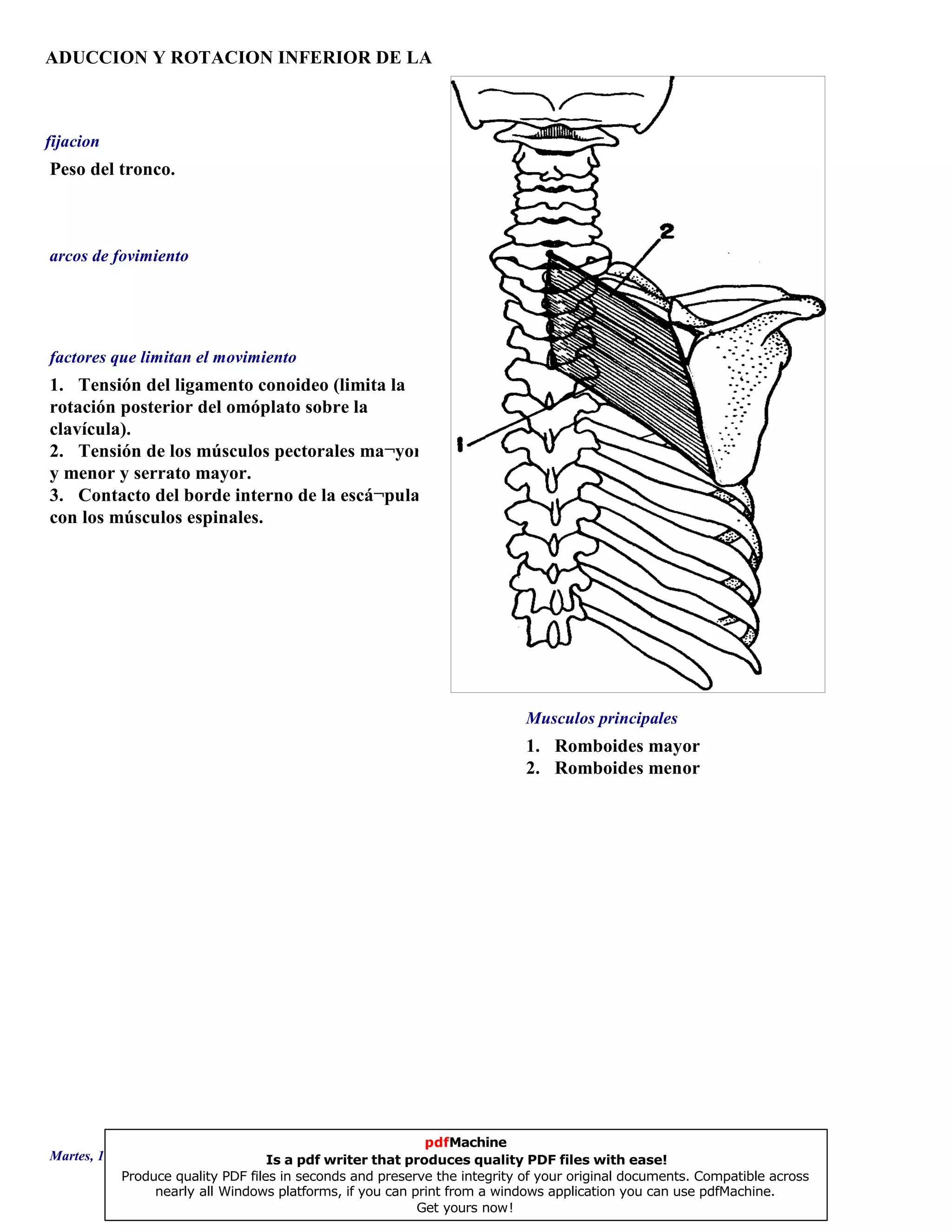 ADUCCION Y ROTACION INFERIOR DE LA
1. Romboides mayor
2. Romboides menor
1. Tensión del ligamento conoideo (limita la
rotación posterior del omóplato sobre la
clavícula).
2. Tensión de los músculos pectorales ma¬yor
y menor y serrato mayor.
3. Contacto del borde interno de la escá¬pula
con los músculos espinales.
Peso del tronco.
Musculos principales
arcos de fovimiento
factores que limitan el movimiento
fijacion
Martes, 18 de Septiembre de 2007 Página 71 de 135
pdfMachine
Is a pdf writer that produces quality PDF files with ease!
Produce quality PDF files in seconds and preserve the integrity of your original documents. Compatible across
nearly all Windows platforms, if you can print from a windows application you can use pdfMachine.
Get yours now!
 