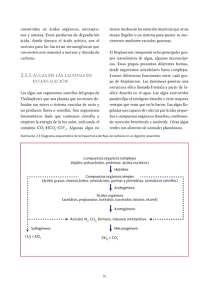 10
convertidos en ácidos orgánicos, mercapta-
nos y aminas. Estos productos de degradación
ácida, donde destaca el ácido acético, son el
sustrato para las bacterias metanogénicas que
convierten este material a metano y dióxido de
carbono.
2.3.3.Algas en las lagunas de
estabilización
Las algas son organismos sencillos del grupo de
Thallophytes que son plantas que no tienen de-
finidas sus raíces o sistema vascular de savia y
no producen flores o semillas. Son organismos
fotosintéticos dado que contienen clorofila y
emplean la energía de la luz solar, utilizando el
complejo CO2
-HCO2
-CO2
3
. Algunas algas no
tienen medios de locomoción mientras que otras
tienen flagelos o un sistema para ajustar su mo-
vimiento mediante vacuolas gaseosas.
El fitoplancton comprende ocho principales gru-
pos taxonómicos de algas, algunos microscópi-
cos. Estos grupos presentan diferentes formas,
desde organismos unicelulares hasta complejos.
Existen diferencias funcionales entre cada gru-
po de fitoplancton. Las diatomeas generan una
estructura sílica llamada frustula a partir de la-
sílice disuelta en el agua. Las algas azul-verdes
pueden fijar el nitrógeno disuelto y tiene mayores
ventajas que otras que no lo hacen. Las algas fla-
geladas son capaces de colectar partículas peque-
ñas o compuestos orgánicos disueltos, combinan-
do nutrición heterótrofa y autótrofa. Otras algas
verdes son alimento de animales plantónicos.
Ilustración 2.3 Diagrama esquemático de la trayectoria del flujo de carbono en un digestor anaerobio
Compuestos orgánicos complejos
(lípidos, polisacáridos, proteinas, ácidos nucleicos)
(ácidos grasos, monoscáridos, aminoácidos, purinas y pirimidinas, aromáticos sencillos)
Compuestos orgánicos simples
(acetátos, propianatos, butiratos, succinatos, latatos, etanol)
Ácidos orgánicos
Hidrólisis
Acetáto, H2
, CO2
, formato, metanol, metilaminas
CH4
+ CO2
Acidogénesis
Acetogénesis
Metanogénesis
Sulfogénesis
H2
S + CO2
 