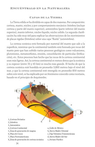 24
Encuéntralo en la Naturaleza
Capas de la Tierra
La Tierra sólida se ha dividido en capas de dos maneras. Por composición:
corteza, manto, núcleo; y por comportamiento mecánico: litósfera (incluye
corteza y parte del manto superior), astenósfera (parte inferior del manto
superior), manto inferior, núcleo líquido, núcleo sólido. La segunda clasifi-
cación ha sido muy útil para explicar las observaciones de los movimientos
de placas rígidas (litósfera) sobre una capa “fluida” (astenósfera).
La corteza oceánica está formada por material del manto que sale a la
superficie, mientras que la continental también está formada por rocas del
manto pero que han sufrido varios procesos geológicos como vulcanismo,
plutonismo, metamorfismo, erosión, consolidación de partículas (litifica-
ción), etc. Estos procesos han hecho que las rocas de la corteza continental
sean más ligeras. Así, la corteza continental es menos densa que la oceánica
y su espesor (entre 35 y 45 km) es mucho más grande. El hecho de que la
corteza oceánica esté hundida en promedio 3,800 metros bajo el nivel del
mar, y que la corteza continental esté emergida en promedio 850 metros
sobre este nivel, se ha explicado por un fenómeno conocido como isostasia,
basado en el principio de Arquímedes.
1_Corteza Océanica
2_Litósfera
3_Astenósfera
4_Corteza Continental
5_Zona de generación de magma
6_Placa de Cocos
7_Placa Norteamericana
8_Zona de generación de corteza oceánica
a
< 1
<3
2
4>
3>
5
b c
d
e
2
6
7
8
>
6
7
a_Golfo de México
b_Sierra Madre Oriental
c_Faja Volcánica Transmexicana
d_Sierra Madre del Sur
e_Océano Pacífico
 