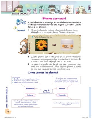 24
LIBRO
3
CUADERNO
SEMANA
2
Recuerda
P nto
u
e
pa
a
r
i
d
t d
CIENCIAS NATURALES
¡Plantas que curan!
A Juana le duele el estómago, su abuela le da una aromática
con flores de manzanilla y así ella mejora. ¿Qué otros usos le
damos a las plantas?
1. Mira a tu alrededor y dibuja algunos artículos que fueron
fabricados con partes de plantas. Observa el ejemplo.
✦ Parte de la planta: flor
2. ¿Cuáles plantas son usadas para aliviar enfermedades? Si
no conoces ninguna, pregúntale a un familiar, a personas de
tu entorno y escribe los ejemplos en tu cuaderno.
3. Las personas empleamos las plantas para diferentes usos,
entre ellos la alimentación. Dibuja algunas plantas o partes
de ellas que hayas consumido en esta semana.
¿Cómo usamos las plantas?
Alimentación Medicina
Usos de
las plantas
Industria Decoración
Consumimos:
♦ Semillas, como arvejas, garbanzos y fríjoles.
♦ Frutos, como papaya, fresas y duraznos.
♦ Hojas, como espinacas, lechuga y laurel.
Con el algodón se fabrican telas y con la
madera se hacen muebles y casas.
De las flores se pueden extraer aromas
empleados en perfumería.
Se emplean para manejar algunas
enfermedades o sus síntomas, como la
corteza de la quina para bajar la fiebre.
Las flores y hojas se emplean para adornar
casas y jardines.
✦
LIBRO 3 SEMANA 2.indd 24 2/04/14 13:23
 