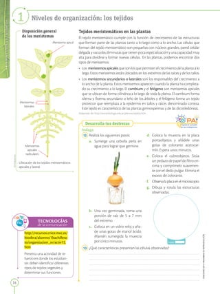 Los
seres
vivos
y
su
ambiente
16
EDICIONES
SM
©
PROHIBIDA
SU
REPRODUCCIÓN
Niveles de organización: los tejidos
1
Tejidos meristemáticos en las plantas
El tejido meristemático cumple con la función de crecimiento de las estructuras
que forman parte de las plantas tanto a lo largo como a lo ancho. Las células que
forman del tejido meristemático son pequeñas con núcleos grandes, pared celular
delgada y vacuolas diminutas que tienen poca especialización y una capacidad muy
alta para dividirse y formar nuevas células. En las plantas, podemos encontrar dos
tipos de meristemos:
• Los  meristemos apicales que son los que permiten el crecimiento de la planta a lo
largo. Estos meristemos están ubicados en los extremos de las raíces y de los tallos.
• Los meristemos secundarios o laterales son los responsables del crecimiento a
lo ancho de la planta. Estos meristemos aparecen cuando la planta ha completa-
do su crecimiento a lo largo. El cambium y el felógeno son meristemas apicales
que se ubican de forma cilíndrica a lo largo de toda la planta. El cambium forma
xilema y floema secundario o leño de los árboles y el felógeno forma un tejido
protector que reemplaza a la epidermis en tallos y raíces denominado corteza.
Este tejido es característico de las plantas gimnospermas y de las dicotiledóneas.
Adaptado de: http://www.biologia.edu.ar/plantas/tejidos.htm
12 Realiza los siguientes pasos:
a. Sumerge una cebolla perla en
agua para lograr que germine.
b. Una vez germinada, toma una
porción de raíz de 5 a 7 mm
del extremo.
c. Coloca en un vidrio reloj y aña-
de unas gotas de etanol ácido.
Mantén sumergida la muestra
por cinco minutos.
Indaga
Desarrolla tus destrezas
d. Coloca la muestra en la placa
portaobjetos y añádele unas
gotas de colorante acetocar-
mín. Espera unos minutos.
e. Coloca el cubreobjetos. Sitúa
un pedazo de papel de filtro en-
cima y comprímelo suavemen-
te con el dedo pulgar. Elimina el
exceso de colorante.
f. Observalaplacaenelmicroscopio.
g. Dibuja y rotula las estructuras
observadas.
13 ¿Qué características presentan las células observadas?
Disposición general
de los meristemas
Ubicación de los tejidos meristemáticos
apicales y lateral.
Meristema apical
Meristemas
laterales
Meristemas
apicales
radiculares
Lente:
SM
Ediciones
SM
Ediciones
TECNOLOGÍAS
de la comunicación
http://recursos.cnice.mec.es/
biosfera/alumno/1bachillera-
to/organizacion_sv/activ12.
htm
Presenta una actividad de re-
fuerzo en donde los estudian-
tes deben identificar diferentes
tipos de tejidos vegetales y
determinar sus funciones.
 