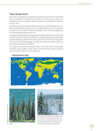 195
La Tierra y el universo
EDICIONES
SM
©
PROHIBIDA
SU
REPRODUCCIÓN
Taiga o bosque boreal
Este bioma se encuentra a una latitud menor que la de la tundra en las latitudes
altas, y más abajo en el caso de las montañas. Es un bioma que se ubica en el
hemisferio norte en las regiones septentrionales de los continentes de América,
Europa y Asia.
La principal característica de este bioma son las formaciones de bosques, su tem-
peratura oscila entre los entre los -26 °C en el largo invierno y los 14 °C en el vera-
no, que es corto. No llueve mucho, sin embargo, el suelo es húmedo debido a la
lenta descomposición que ocurre en él.
La vegetación predominante es el bosque de coníferas, además de la existencia de
hierbas, líquenes y musgos. Las coníferas son un grupo de plantas que pertenecen
a las gimnospermas, que tienen el tronco recto, ramas horizontales, hojas peren-
nes en forma de escamas o agujas, y semillas en estructuras llamadas conos. Los
pinos, abetos y cipreses son coníferas.
En la taiga se encuentran osos pardos, lobos, zorros, alces, linces, ciervos, gatos
monteses, conejos, ardillas, martas y aves como los halcones y búhos, a pesar de
que en el verano recibe otras aves migratorias.
Ubicación de la taiga
Taiga.
Las ramas de los árboles de coníferas tienen
la forma de un cono invertido, lo que evita
que la nieve se acumule y rompa sus ramas.
Sus hojas están cubiertas de una capa de
cera que las protege de la congelación.
SM
Ediciones
SM
Ediciones
SM
Ediciones
 