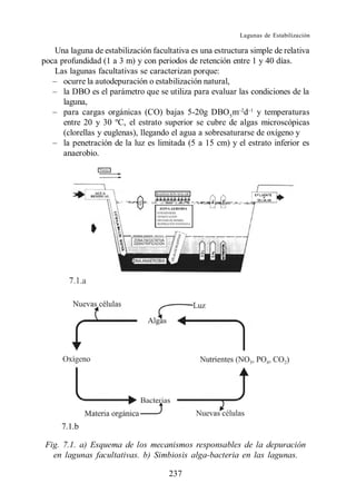 Lagunas de Estabilización

   Una laguna de estabilización facultativa es una estructura simple de relativa
poca profundidad (1 a 3 m) y con periodos de retención entre 1 y 40 días.
   Las lagunas facultativas se caracterizan porque:
      ocurre la autodepuración o estabilización natural,
      la DBO es el parámetro que se utiliza para evaluar las condiciones de la
      laguna,
      para cargas orgánicas (CO) bajas 5-20g DBO 5 m d y temperaturas
      entre 20 y 30 ºC, el estrato superior se cubre de algas microscópicas
      (clorellas y euglenas), llegando el agua a sobresaturarse de oxígeno y
      la penetración de la luz es limitada (5 a 15 cm) y el estrato inferior es
      anaerobio.




     7.1.b

 Fig. 7.1. a) Esquema de los mecanismos responsables de la depuración
   en lagunas facultativas. b) Simbiosis alga-bacteria en las lagunas.

                                      237
 