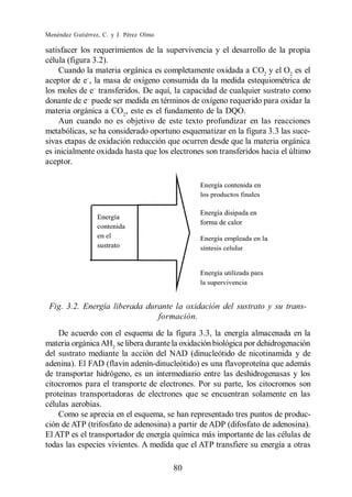 Menéndez Gutiérrez, C. y J. Pérez Olmo

satisfacer los requerimientos de la supervivencia y el desarrollo de la propia
célula (figura 3.2).
    Cuando la materia orgánica es completamente oxidada a CO2 y el O2 es el
aceptor de e , la masa de oxígeno consumida da la medida estequiométrica de
los moles de e transferidos. De aquí, la capacidad de cualquier sustrato como
donante de e puede ser medida en términos de oxígeno requerido para oxidar la
materia orgánica a CO2, este es el fundamento de la DQO.
    Aun cuando no es objetivo de este texto profundizar en las reacciones
metabólicas, se ha considerado oportuno esquematizar en la figura 3.3 las suce-
sivas etapas de oxidación reducción que ocurren desde que la materia orgánica
es inicialmente oxidada hasta que los electrones son transferidos hacia el último
aceptor.




 Fig. 3.2. Energía liberada durante la oxidación del sustrato y su trans-
                               formación.
    De acuerdo con el esquema de la figura 3.3, la energía almacenada en la
materia orgánica AH2 se libera durante la oxidación biológica por dehidrogenación
del sustrato mediante la acción del NAD (dinucleótido de nicotinamida y de
adenina). El FAD (flavin adenín-dinucleótido) es una flavoproteína que además
de transportar hidrógeno, es un intermediario entre las deshidrogenasas y los
citocromos para el transporte de electrones. Por su parte, los citocromos son
proteínas transportadoras de electrones que se encuentran solamente en las
células aerobias.
    Como se aprecia en el esquema, se han representado tres puntos de produc-
ción de ATP (trifosfato de adenosina) a partir de ADP (difosfato de adenosina).
El ATP es el transportador de energía química más importante de las células de
todas las especies vivientes. A medida que el ATP transfiere su energía a otras

                                         80
 