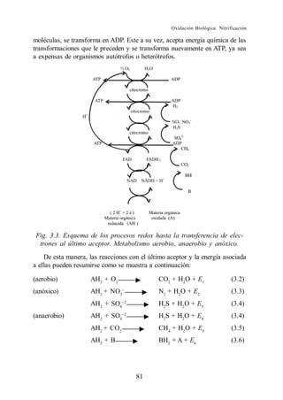Oxidación Biológica. Nitrificación

moléculas, se transforma en ADP. Este a su vez, acepta energía química de las
transformaciones que le preceden y se transforma nuevamente en ATP, ya sea
a expensas de organismos autótrofos o heterótrofos.




 Fig. 3.3. Esquema de los procesos redox hasta la transferencia de elec-
  trones al último aceptor. Metabolismo aerobio, anaerobio y anóxico.
    De esta manera, las reacciones con el último aceptor y la energía asociada
a ellas pueden resumirse como se muestra a continuación:

(aerobio)            AH2 + O2                 CO2 + H2O + E1                 (3.2)
(anóxico)            AH2 + NO3                N2 + H2O + E2                  (3.3)
                     AH2 + SO4                H2S + H2O + E3                 (3.4)
(anaerobio)          AH2 + SO4                H2S + H2O + E4                 (3.4)
                     AH2 + CO2                CH4 + H2O + E5                 (3.5)
                     AH2 + B                  BH2 + A + E6                   (3.6)




                                     81
 