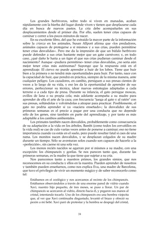 Los grandes herbívoros, sobre todo si viven en manadas, acaban
rápidamente con la hierba del lugar donde viven y tienen que desplazarse cada
día en busca de nuevos pastos. La cría debe acompañarles en sus
desplazamientos desde el primer día. Por ello, suelen tener crías capaces de
caminar y correr a los pocos minutos de nacer.
En su excelente libro, del que he extraído la mayor parte de la información
sobre la crianza en los animales, Susan Allport afirma que «los predadores,
animales capaces de protegerse a sí mismos y a sus crías, pueden permitirse
tener crías desvalidas». Pero me da la impresión de que un búfalo herbívoro
puede defender a sus crías bastante mejor que un gato carnívoro; y, en todo
caso, ¿qué daño le haría a un tigre el que sus crías pudieran caminar desde el
nacimiento? Aunque «pudiera permitirse» tener crías desvalidas, ¿no sería aún
mejor tener crías más autónomas? Supongo que la respuesta está en el
aprendizaje. El ciervo no puede aprender a huir de los lobos. Tiene que huir
bien a la primera o no tendrá más oportunidades para huir. Por tanto, nace con
la capacidad de huir, que pondrá en práctica, siempre de la misma manera, ante
cualquier peligro. Los cazadores, en cambio, persiguen a sus presas cientos de
veces a lo largo de su vida, y eso les da la oportunidad de aprender de sus
errores, perfeccionar su técnica, idear nuevas estrategias adaptadas a cada
terreno o a cada tipo de presa. Durante su infancia, el gato persigue moscas,
ovillos de lana o su propia cola; más adelante acompaña a su madre para
aprender de ella el arte de la caza; con frecuencia "juega al gato y al ratón" con
sus presas, soltándolas y volviéndolas a atrapar para practicar. Posiblemente, el
gato no podría aprender si ya «naciera enseñado»; la desvalidez de sus
primeras semanas es el precio a pagar por una conducta que no depende
sólo de los genes, sino también en parte del aprendizaje, y por tanto es más
adaptable a los cambios ambientales.
Los primates también nacen desvalidos, probablemente como consecuencia
de su adaptación a la vida en los árboles, Bambi (como todos los cervatillos en
la vida real) se cae de culo varías veces antes de ponerse a caminar; eso no tiene
importancia cuando ya estás en el suelo, pero puede resultar fatal si caes de una
rama. Los monitos nacen desvalidos, y se desplazan colgados de su madre
durante un tiempo. Sólo se aventuran solos cuando son capaces de hacerlo a la
«perfección», sin caerse ni una sola vez.
Los monos recién nacidos se agarran por sí mismos a su madre, con una
excepción: los chimpancés y gorilas. Se nos parecen tanto que, durante las
primeras semanas, es la madre la que tiene que sujetar a su cría.
Nos parecemos tanto a nuestros primos, los grandes simios, que nos
reconocemos en su conducta y ellos en la nuestra. Pueden aprender de nosotros
y también pueden enseñarnos, como nos explica Eva, una madre de Barcelona,
que tuvo el privilegio de vivir un momento mágico y de saber reconocerlo como
tal:
Estábamos en el zoológico y nos acercamos al recinto de los chimpancés.
Estábamos observándolos a través de una enorme pared de vidrio cuando
Xavi, nuestro hijo pequeño, de tres meses, se puso a llorar. Un par de
chimpancés se acercaron al vidrio, directo hacia él, y pegaron sus manos al
cristal, intentando tocarlo. Uno de los chimpancés era una hembra viejecita
que, al ver que Xavi continuaba disgustado, levantó el brazo y ofreció su
pezón a mi bebé. Xavi paró de protestar y la hembra se despegó del cristal,
24
 