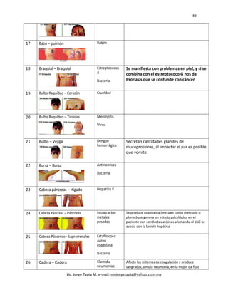 49
17 Bazo – pulmón Rubén
18 Braquial – Braquial Estreptococos
A
Bacteria
Se manifiesta con problemas en piel, y si se
combina con el estreptococo G nos da
Psoriasis que se confunde con cáncer
19 Bulbo Raquídeo – Corazón Crueldad
20 Bulbo Raquídeo – Tiroides Meningitis
Virus
21 Bulbo – Vejiga Dengue
hemorrágico
Secretan cantidades grandes de
mucoproteinas, al impactar el par es posible
que vomite
22 Bursa – Bursa Actinomices
Bacteria
23 Cabeza páncreas – Hígado Hepatitis K
24 Cabeza Páncreas – Páncreas Intoxicación
metales
pesados
Se produce una toxina (metales como mercurio o
plomo)que genera un estado psicológico en el
paciente con conductas atípicas afectando al SNC Se
asocia con la faciola hepática
25 Cabeza Páncreas– Suprarrenales Estafilococo
áureo
coagulasa
Bacteria
26 Cadera – Cadera Clamidia
neumoniae
Afecta los sistemas de coagulación y produce
sangrados, simula neumonía, en la mujer da flujo
Lic. Jorge Tapia M. e-mail: mnjorgetapia@yahoo.com.mx
 