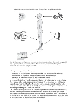 Una comprensión del movimiento funcional como base para el razonamiento clínico
Figura 2.1Esquema corporal que recibe información desde (arriba a la derecha, en el sentido de las agujas del
reloj) el aparato vestibular, aferentes musculares, aferentes cutáneos, aferentes articulares y visión.
Reproducido con autorización de Nigel Lawes 2009.
El esquema corporal postural consiste en:
- alineación de los segmentos del cuerpo entre sí y en relación con el entorno;
- movimiento de los segmentos del cuerpo en relación con la base de apoyo;
- orientación del cuerpo en relación con la gravedad (verticalidad).
La integración de información visual, vestibular y somatosensorial es compleja y
depende de redes motoras sensoriales intactas. Se ha sugerido que existe una
reponderación sensorial de la información aferente que depende de diferentes
condiciones sensoriales (Oie et al. 2002). Esto permite un sesgo hacia los sentidos
más apropiados según la tarea y el entorno.
El paciente neurológico utilizará los sentidos disponibles que afectarán directamente su
esquema corporal postural. Esto es particularmente evidente en pacientes que tienen
somatosensación disminuida y pueden confiar más en la información visual y vestibular. Un
problema común que puede desarrollarse es la pérdida sensorial adquirida debido a la falta
de un uso adecuado de la información somatosensorial.
29
 