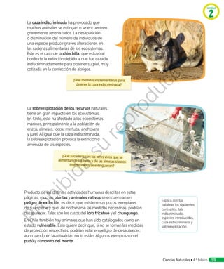 La caza indiscriminada ha provocado que
muchos animales se extingan o se encuentren
gravemente amenazados. La desaparición
o disminución del número de individuos de
una especie produce graves alteraciones en
las cadenas alimentarias de los ecosistemas.
Este es el caso de la chinchilla, que estuvo al
borde de la extinción debido a que fue cazada
indiscriminadamente para obtener su piel, muy
cotizada en la confección de abrigos.
La sobreexplotación de los recursos naturales
tiene un gran impacto en los ecosistemas.
En Chile, esto ha afectado a los ecosistemas
marinos, principalmente a la población de
erizos, almejas, locos, merluza, anchoveta
y jurel. Al igual que la caza indiscriminada,
la sobreexplotación provoca la extinción o
amenaza de las especies.
Producto de las distintas actividades humanas descritas en estas
páginas, muchas plantas y animales nativos se encuentran en
peligro de extinción, es decir, que existen muy pocos ejemplares
de su especie y que, de no tomarse las medidas necesarias, podrían
desaparecer. Tales son los casos del loro tricahue y el chungungo.
En Chile también hay animales que han sido catalogados como en
estado vulnerable. Esto quiere decir que, si no se toman las medidas
de protección respectivas, podrían estar en peligro de desaparecer,
aun cuando en la actualidad no lo están. Algunos ejemplos son el
pudú y el monito del monte.
¿Qué medidas implementarías para
detener la caza indiscriminada?
¿Qué sucedería con los seres vivos que se
alimentan de los locos y de las almejas si estos
invertebrados se extinguieran?
Explica con tus
palabras los siguientes
conceptos: tala
indiscriminada,
especies introducidas,
caza indiscriminada y
sobreexplotación.
Unidad
2
Ciencias Naturales • 4.º básico 99
Prohibida
su
reproducción
 