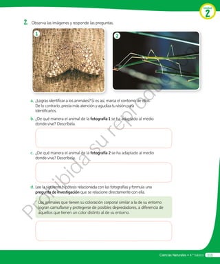 Ciencias Naturales • 4.º básico 111
Unidad
2
2.	 Observa las imágenes y responde las preguntas.
1 2
a.	 ¿Logras identificar a los animales? Si es así, marca el contorno de ellos.
De lo contrario, presta más atención y agudiza tu visión para
identificarlos.
b.	¿De qué manera el animal de la fotografía 1 se ha adaptado al medio
donde vive? Descríbela.
c.	 ¿De qué manera el animal de la fotografía 2 se ha adaptado al medio
donde vive? Descríbela.
d.	Lee la siguiente hipótesis relacionada con las fotografías y formula una
pregunta de investigación que se relacione directamente con ella.
Los animales que tienen su coloración corporal similar a la de su entorno
logran camuflarse y protegerse de posibles depredadores, a diferencia de
aquellos que tienen un color distinto al de su entorno.
Prohibida
su
reproducción
 