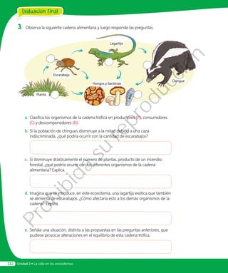 Evaluación final
Unidad 2 • La vida en los ecosistemas112
3.	 Observa la siguiente cadena alimentaria y luego responde las preguntas.
Escarabajo
Lagartija
Chingue
Planta
Hongos y bacterias
a.	Clasifica los organismos de la cadena trófica en productores (P), consumidores
(C) y descomponedores (D).
b.	Si la población de chingues disminuye a la mitad debido a una caza
indiscriminada, ¿qué podría ocurrir con la cantidad de escarabajos?
c.	 Si disminuye drásticamente el número de plantas, producto de un incendio
forestal, ¿qué podría ocurrir con los diferentes organismos de la cadena
alimentaria? Explica.
d.	Imagina que se introduce, en este ecosistema, una lagartija exótica que también
se alimenta de escarabajos. ¿Cómo afectaría esto a los demás organismos de la
cadena? Explica.
e.	Señala una situación, distinta a las propuestas en las preguntas anteriores, que
pudiese provocar alteraciones en el equilibrio de esta cadena trófica.
Prohibida
su
reproducción
 