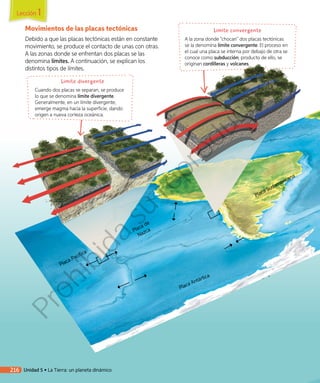Placa Pacífica
Placa de
Nazca
Placa Antártica
Placa Sudamericana
Movimientos de las placas tectónicas
Debido a que las placas tectónicas están en constante
movimiento, se produce el contacto de unas con otras.
A las zonas donde se enfrentan dos placas se las
denomina límites. A continuación, se explican los
distintos tipos de límites.
A la zona donde “chocan” dos placas tectónicas
se la denomina límite convergente. El proceso en
el cual una placa se interna por debajo de otra se
conoce como subducción; producto de ello, se
originan cordilleras y volcanes.
Límite convergente
Cuando dos placas se separan, se produce
lo que se denomina límite divergente.
Generalmente, en un límite divergente,
emerge magma hacia la superficie, dando
origen a nueva corteza oceánica.
Límite divergente
Lección 1
216 Unidad 5 • La Tierra: un planeta dinámico
Prohibida
su
reproducción
 