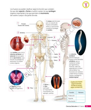 La columna
vertebral
está formada por
huesos cortos llamados
vértebras, que se
mantienen unidas
por ligamentos y
músculo, cada una
separada por un disco
intervertebral. Sus
funciones son sostener
y darle forma a nuestro
cuerpo y proteger la
médula espinal.
Las costillas junto con la
columna vertebral y el
esternón forman parte
de la caja torácica, cuya
función es proteger los
pulmones, el corazón
y otros órganos.
El cráneo está formado
por un conjunto de
huesos conectados
entre sí, cuya función
consiste en proteger
el cerebro.
Los huesos se pueden clasificar según la función que cumplen:
los que dan soporte y forma a nuestro cuerpo, los que protegen
órganos importantes y los que permiten el movimiento
de nuestro cuerpo o de partes de este.
Clasifica los huesos
según la función.
Escribe el número
según corresponda.
El fémur y
la tibia
participan
en importantes
movimientos, por
ejemplo, caminar.
La pelvis le brinda
soporte al organismo.
Frontal
(hueso del cráneo)
1
Húmero 4
Costilla 5
Pelvis 8
Fémur9
Tibia10
Vértebra2
Cúbito 7
Radio 6
Esternón 3
Función Número
Protección
Soporte
Movimiento
Unidad
1
Ciencias Naturales • 4.º básico 31
Prohibida
su
reproducción
 
