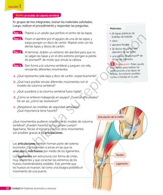 Diseño un modelo de columna vertebral
En grupos de tres integrantes, reúnan los materiales solicitados.
Luego, realicen el procedimiento y respondan las preguntas.
Paso 1 	 Pídanle a un adulto que perfore el centro de las tapas.
Paso 2 	 Pasen el alambre por el agujero de una de las tapas y
luego pongan un disco de cartón. Repitan esto con las
demás tapas y discos de cartón.
Paso 3 	 Al terminar, doblen un extremo del alambre para que no
se salgan las tapas y en el otro extremo pongan la pelota
de plumavit®, de modo que simule la cabeza.
Paso 4 	 Den forma a la columna vertebral y jueguen con ella,
simulando diferentes movimientos.
a.	¿Qué representa cada tapa y disco de cartón, respectivamente?
b.	¿Qué hace posible simular diferentes movimientos con el
modelo de columna vertebral?
c.	 ¿Qué sucedería si la columna vertebral fuera rígida?
d.	¿Cómo se sintieron trabajando en equipo? ¿Tuvieron dificultades?
De ser así, ¿cómo las resolvieron?
e.	¿Respetaron las medidas de seguridad señaladas?
¿Qué importancia tiene hacerlo?
¿Qué movimientos pudieron simular con su modelo de columna
vertebral? ¿Pueden hacerlos con su propio cuerpo?
Agacharse, flectar el tronco y muchos otros movimientos
son posibles gracias a las articulaciones.
Las articulaciones también forman parte del sistema
locomotor. Corresponden a zonas en las que se
unen dos o más huesos por medio de los ligamentos.
Los ligamentos son estructuras con forma de cintas,
muy resistentes y que conectan los extremos de los
huesos manteniéndolos estables. Esto permite que
los huesos se muevan, tal como una bisagra posibilita el
movimiento de una puerta.
Articulación de la rodilla
Materiales
◾◾ 26 tapas plásticas de
botellas de bebida
◾◾ clavo
◾◾ alambre flexible
◾◾ 26 discos de cartón del
diámetro de las tapas
◾◾ una pelota de plumavit® de
10 cm de diámetro
Precaución: Pidan ayuda
a un adulto para realizar las
perforaciones a las tapas de
botella. Así evitarán posibles
cortes o heridas en su piel.
Tendón
Ligamento
Lección 1
Unidad 1 • Sistemas locomotor y nervioso32
Prohibida
su
reproducción
 