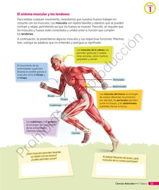 El sistema muscular y los tendones
Para realizar cualquier movimiento, necesitamos que nuestros huesos trabajen en
conjunto con los músculos. Los músculos son tejidos blandos y elásticos que se pueden
contraer y relajar, permitiendo así que los huesos se muevan. Para ello, se requiere que
los músculos y huesos estén conectados y unidos entre sí, función que cumplen
los tendones.
A continuación, te presentamos algunos músculos y sus respectivas funciones. Mientras
lees, subraya las palabras que no entiendes y averigua su significado.
¿Qué músculos permiten levantar
un objeto con los brazos?
¿Cuáles permiten correr?
Al realizar flexiones de brazo, ¿qué
músculos de tu cuerpo participan?
Los músculos del tronco se encargan
de realizar diferentes movimientos;
por ejemplo, los pectorales permiten
juntar los brazos, y los abdominales
posibilitan flectar el tronco.
Los cuádriceps y los gemelos
se encargan del movimiento
de las extremidades
inferiores (piernas).
El movimiento de las
extremidades superiores
(brazos) es posible gracias a
músculos como el bíceps y
el tríceps.
Tríceps
Cuádriceps
Gemelo
Bíceps
Los músculos de la cabeza nos
permiten gesticular y realizar
otras acciones, como masticar,
parpadear y sonreír.
Abdominales
Pectorales
Unidad
1
Ciencias Naturales • 4.º básico 33
Prohibida
su
reproducción
 