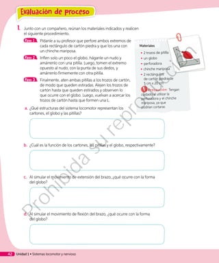 1.	 Junto con un compañero, reúnan los materiales indicados y realicen
el siguiente procedimiento.
Paso 1 	 Pídanle a su profesor que perfore ambos extremos de
cada rectángulo de cartón piedra y que los una con
un chinche mariposa.
Paso 2 	 Inflen solo un poco el globo, háganle un nudo y
amárrenlo con una pitilla. Luego, tomen el extremo
opuesto al nudo, con la punta de sus dedos, y
amárrenlo firmemente con otra pitilla.
Paso 3 	 Finalmente, aten ambas pitillas a los trozos de cartón,
de modo que queden estiradas. Alejen los trozos de
cartón hasta que queden estirados y observen lo
que ocurre con el globo. Luego, vuelvan a acercar los
trozos de cartón hasta que formen una L.
a.	¿Qué estructuras del sistema locomotor representan los
cartones, el globo y las pitillas?
b.	 ¿Cuál es la función de los cartones, las pitillas y el globo, respectivamente?
c.	 Al simular el movimiento de extensión del brazo, ¿qué ocurre con la forma
del globo?
d.	 Al simular el movimiento de flexión del brazo, ¿qué ocurre con la forma
del globo?
Materiales
◾◾ 2 trozos de pitilla
◾◾ un globo
◾◾ perforadora
◾◾ chinche mariposa
◾◾ 2 rectángulos
de cartón piedra de
5 cm x 20 cm
Precaución: Tengan
cuidado al utilizar la
perforadora y el chinche
mariposa, ya que
podrían cortarse.
Evaluación de proceso
Unidad 1 • Sistemas locomotor y nervioso42
Prohibida
su
reproducción
 