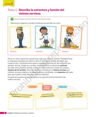 ¿Cuál es la función
del sistema nervioso?
¿Qué órganos nos permiten percibir
los estímulos del ambiente?
¿Qué órganos ejecutan
las respuestas elaboradas
por el sistema nervioso?
RespuestaSistema
nervioso
Estímulo
Tema 1:	 Describo la estructura y función del
sistema nervioso
Antes de empezar, escucha las indicaciones que te dará tu profesor.
Observa las imágenes y escribe el estímulo que perciben los niños.
Estímulo Estímulo Estímulo
Piensa en cómo reaccionas cuando tocas algo que está muy caliente. Probablemente
tu respuesta inmediata sea retirar la mano lo más rápido posible del objeto que
irradia el calor. Constantemente estamos recibiendo información del ambiente; por
ejemplo, aromas, imágenes y sonidos; esta información se denomina estímulo.
Los seres vivos podemos percibir y distinguir estos estímulos a través de nuestros
órganos de los sentidos. Esta información es recibida por el sistema nervioso que
conduce, procesa y elabora, de manera rápida y coordinada, una respuesta adecuada
para que nuestro cuerpo reaccione a dichos estímulos.
El siguiente esquema resume de manera muy general el funcionamiento del
sistema nervioso.
Unidad 1 • Sistemas locomotor y nervioso46
Lección 2
Prohibida
su
reproducción
 