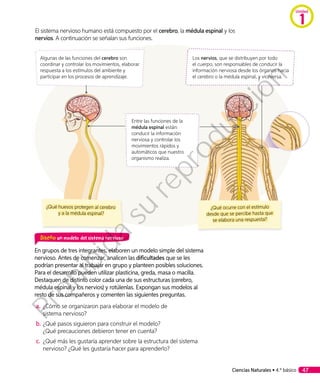 El sistema nervioso humano está compuesto por el cerebro, la médula espinal y los
nervios. A continuación se señalan sus funciones.
Diseño un modelo del sistema nervioso
En grupos de tres integrantes, elaboren un modelo simple del sistema
nervioso. Antes de comenzar, analicen las dificultades que se les
podrían presentar al trabajar en grupo y planteen posibles soluciones.
Para el desarrollo pueden utilizar plasticina, greda, masa o macilla.
Destaquen de distinto color cada una de sus estructuras (cerebro,
médula espinal y los nervios) y rotúlenlas. Expongan sus modelos al
resto de sus compañeros y comenten las siguientes preguntas.
a.	¿Cómo se organizaron para elaborar el modelo de
sistema nervioso?
b.	¿Qué pasos siguieron para construir el modelo?
¿Qué precauciones debieron tener en cuenta?
c.	 ¿Qué más les gustaría aprender sobre la estructura del sistema
nervioso? ¿Qué les gustaría hacer para aprenderlo?
¿Qué ocurre con el estímulo
desde que se percibe hasta que
se elabora una respuesta?
¿Qué huesos protegen al cerebro
y a la médula espinal?
Algunas de las funciones del cerebro son
coordinar y controlar los movimientos, elaborar
respuesta a los estímulos del ambiente y
participar en los procesos de aprendizaje.
Los nervios, que se distribuyen por todo
el cuerpo, son responsables de conducir la
información nerviosa desde los órganos hacia
el cerebro o la médula espinal, y viceversa.
Entre las funciones de la
médula espinal están:
conducir la información
nerviosa y controlar los
movimientos rápidos y
automáticos que nuestro
organismo realiza.
Ciencias Naturales • 4.º básico 47
Unidad
1
Prohibida
su
reproducción
 