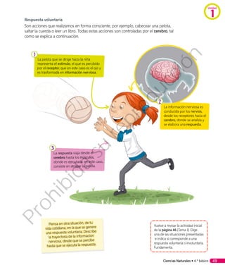 Respuesta voluntaria
Son acciones que realizamos en forma consciente, por ejemplo, cabecear una pelota,
saltar la cuerda o leer un libro. Todas estas acciones son controladas por el cerebro, tal
como se explica a continuación.
Vuelve a revisar la actividad inicial
de la página 46 (Tema 1). Elige
una de las situaciones presentadas
e indica si corresponde a una
respuesta voluntaria o involuntaria.
Fundamenta.
Piensa en otra situación, de tu
vida cotidiana, en la que se genere
una respuesta voluntaria. Describe
la trayectoria de la información
nerviosa, desde que se percibe
hasta que se ejecuta la respuesta.
1
3
La información nerviosa es
conducida por los nervios,
desde los receptores hacia el
cerebro, donde se analiza y
se elabora una respuesta.
La respuesta viaja desde el
cerebro hasta los músculos,
donde es ejecutada: en este caso,
consiste en atrapar la pelota.
La pelota que se dirige hacia la niña
representa el estímulo, el que es percibido
por el receptor, que en este caso es el ojo y
es trasformada en información nerviosa.
2
Ciencias Naturales • 4.º básico 49
Unidad
1
Prohibida
su
reproducción
 