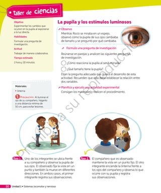 La pupila y los estímulos luminosos
	Observo
Mientras Rocío se miraba en un espejo,
observó cómo la pupila de sus ojos cambiaba
de tamaño y se preguntó por qué cambiaba.
	 Formulo una pregunta de investigación
Reúnanse en parejas y analicen las siguientes preguntas
de investigación.
¿Cómo reacciona la pupila al ser iluminada?
¿Qué tamaño tiene la pupila?
Elijan la pregunta adecuada que guiará el desarrollo de esta
actividad. Recuerden que esta debe establecer la relación entre
dos variables.
	Planifico y ejecuto una actividad experimental
Consigan los materiales y realicen el procedimiento.
Paso 1 	 Uno de los integrantes se ubica frente
a su compañero y observa la pupila de
sus ojos. El observado fija la vista en un
punto y también la mueve en diferentes
direcciones. En ambos casos, el primer
integrante registra sus observaciones.
Objetivo
Experimentar los cambios que
ocurren en la pupila al exponerse
a la luz directa.
Habilidades
Formular una pregunta de
investigación.
Actitud
Trabajar de manera colaborativa.
Tiempo estimado
1 hora y 30 minutos.
Materiales
◾◾ linterna
Precaución: Al iluminar el
ojo de su compañero, háganlo
a una distancia mínima de
50 cm, para evitar lesiones.
Paso 2 	 El compañero que es observado
mantiene la vista en un punto fijo. El otro
integrante enciende la linterna frente a
los ojos del compañero y observa lo que
ocurre con su pupila y registra
sus observaciones.
Unidad 1 • Sistemas locomotor y nervioso50
Taller de ciencias
Prohibida
su
reproducción
 