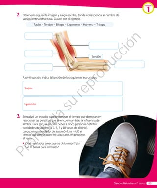 2.	 Observa la siguiente imagen y luego escribe, donde corresponda, el nombre de
las siguientes estructuras. Guíate por el ejemplo.
	
Radio – Tendón – Bíceps – Ligamento – Húmero – Tríceps
Tendón
A continuación, indica la función de las siguientes estructuras.
Tendón:
Ligamento:
3.	 Se realizó un estudio para determinar el tiempo que demoran en
reaccionar las personas que se encuentran bajo la influencia de
alcohol. Para ello, se les hizo beber a cinco personas distintas
cantidades de alcohol (1, 3, 5, 7 y 10 vasos de alcohol).
Luego, en un simulador de automóvil, se midió el
tiempo que demoraban, en cada caso, en presionar
el freno.
◾◾ ¿Qué resultados crees que se obtuvieron? ¿En
qué te basas para afirmarlo?
Unidad
1
Ciencias Naturales • 4.º básico 63
Prohibida
su
reproducción
 