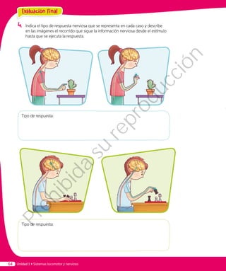 4.	 Indica el tipo de respuesta nerviosa que se representa en cada caso y describe
en las imágenes el recorrido que sigue la información nerviosa desde el estímulo
hasta que se ejecuta la respuesta.
Tipo de respuesta:
Tipo de respuesta:
Unidad 1 • Sistemas locomotor y nervioso64
Evaluación final
Prohibida
su
reproducción
 