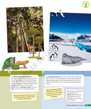 ¿Qué características físicas
deben tener los animales
mamíferos que viven en este
ecosistema? Si no sabes,
averígualo.
Ahora vuelve a responder
la pregunta inicial
(página 78) de este tema:
¿hay diferencias en tus
respuestas?, ¿a qué crees
que se deben?
Los bosques templados lluviosos se
extienden por todo el sur de Chile, zona en
la cual llueve todos los meses del año (hay
ciertas regiones en que las precipitaciones
son más escasas). La temperatura promedio
fluctúa entre los 10 y 13 °C y en ellos
habitan muchos animales nativos, como el
pudú, el huemul y el monito del monte.
Los ecosistemas marinos en Chile se extienden a lo largo de
todo su territorio. Se caracterizan por tener una temperatura
relativamente estable, lo que favorece el desarrollo de una
amplia variedad de seres vivos, por ejemplo, algas, ballenas
y peces.
3 4
¿Por qué las plantas presentan hojas
grandes y frondosas a diferencia de
las plantas del altiplano?
Unidad
2
Ciencias Naturales • 4.º básico 79
Prohibida
su
reproducción
 