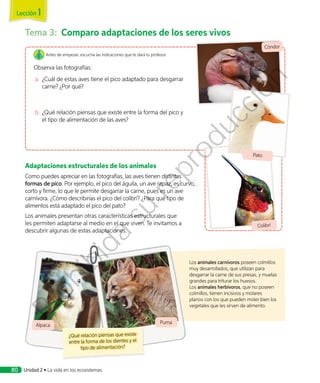 Los animales carnívoros poseen colmillos
muy desarrollados, que utilizan para
desgarrar la carne de sus presas, y muelas
grandes para triturar los huesos.
Los animales herbívoros, que no poseen
colmillos, tienen incisivos y molares
planos con los que pueden moler bien los
vegetales que les sirven de alimento.
Tema 3:	 Comparo adaptaciones de los seres vivos
Adaptaciones estructurales de los animales
Como puedes apreciar en las fotografías, las aves tienen distintas
formas de pico. Por ejemplo, el pico del águila, un ave rapaz, es curvo,
corto y firme, lo que le permite desgarrar la carne, pues es un ave
carnívora. ¿Cómo describirías el pico del colibrí? ¿Para qué tipo de
alimentos está adaptado el pico del pato?
Los animales presentan otras características estructurales que
les permiten adaptarse al medio en el que viven. Te invitamos a
descubrir algunas de estas adaptaciones.
¿Qué relación piensas que existe
entre la forma de los dientes y el
tipo de alimentación?
Puma
Alpaca
Antes de empezar, escucha las indicaciones que te dará tu profesor.
Observa las fotografías:
a.	 ¿Cuál de estas aves tiene el pico adaptado para desgarrar
carne? ¿Por qué?
b.	¿Qué relación piensas que existe entre la forma del pico y
el tipo de alimentación de las aves?
Observa las fotografías:
◾◾ ¿Cuál de estas aves tiene el pico adaptado para desgarrar carne? ¿Por qué?
◾◾ ¿Qué relación piensas que existe entre la forma del pico y el tipo de
alimentación de las aves?
Cóndor
Pato
Colibrí
Lección 1
Unidad 2 • La vida en los ecosistemas80
Prohibida
su
reproducción
 