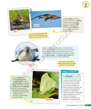 Las aves rapaces, como las
águilas, presentan en sus patas
grandes garras para cazar y
sujetar a su presa. Las aves
acuáticas, como los patos,
tienen los dedos unidos por
una membrana, lo cual les
facilita el nado.
En ambientes con
abundante vegetación,
ciertos animales, como el
palote y algunas mariposas,
tienen su cubierta corporal
adaptada para el camuflaje,
es decir, sus estructuras
corporales presentan gran
similitud con las hojas y las
ramas del medio,
a fin de no ser percibidos
por otro animal.
Algunos animales, por ejemplo, los lobos marinos y
las focas, que habitan en ambientes como la Antártica
chilena, poseen características que les permiten vivir
en condiciones extremas de frío. Por ejemplo, cuentan
con un denso pelaje y una gruesa capa de grasa bajo
la piel que actúa como un impermeabilizante.
¿Qué relación hay entre la
cubierta corporal de un animal
y el lugar en el que habita?Foca
Pato
Águila
Trabajo con las TIC
En parejas, ingresen el código
18TN4B081a en el sitio web
http://codigos.auladigital.cl, y
accedan al documental que les
permitirá conocer más sobre
el camuflaje en los animales.
A continuación, elaboren un
listado de todas las palabras que
les parezcan más importantes
y busquen sus significados.
Luego, a partir de un organizador
gráfico, establezcan relaciones
entre estos conceptos.
Finalmente, intercambien sus
trabajos con el de otra pareja.
rabajo con las TIC
¿Cómo es la forma del pico del
pato? ¿Podría alimentarse de lo
mismo que el águila? ¿Por qué?
Unidad
2
Ciencias Naturales • 4.º básico 81
Prohibida
su
reproducción
 