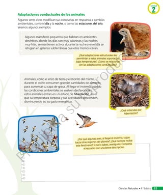 Adaptaciones conductuales de los animales
Algunos seres vivos modifican sus conductas en respuesta a cambios
ambientales, como el día y la noche, o como las estaciones del año.
Veamos algunos ejemplos.
Algunos mamíferos pequeños que habitan en ambientes
desérticos, donde los días son muy calurosos y las noches
muy frías, se mantienen activos durante la noche y en el día se
refugian en galerías subterráneas que ellos mismos cavan.
¿Qué adaptaciones estructurales les
permitirían a estos animales soportar las
bajas temperaturas? ¿Cómo se relacionan
con las adaptaciones conductuales?
¿Por qué algunas aves, al llegar el invierno, viajan
hacia otras regiones del planeta? ¿Qué nombre recibe
este fenómeno? Si no lo sabes, averígualo. Completa
el recuadro con una breve descripción.
Animales, como el erizo de tierra y el monito del monte,
durante el otoño consumen grandes cantidades de alimento
para aumentar su capa de grasa. Al llegar el invierno, cuando
las condiciones ambientales se vuelven desfavorables,
estos animales entran en un estado de hibernación, en el
que su temperatura corporal y sus actividades descienden,
disminuyendo así su gasto energético.
¿Qué entiendes por
hibernación?
Unidad
2
Ciencias Naturales • 4.º básico 83
Prohibida
su
reproducción
 