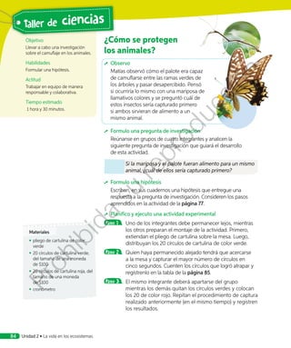 ¿Cómo se protegen
los animales?
	Observo
Matías observó cómo el palote era capaz
de camuflarse entre las ramas verdes de
los árboles y pasar desapercibido. Pensó
si ocurriría lo mismo con una mariposa de
llamativos colores y se preguntó cuál de
estos insectos sería capturado primero
si ambos sirvieran de alimento a un
mismo animal.
	Formulo una pregunta de investigación
Reúnanse en grupos de cuatro integrantes y analicen la
siguiente pregunta de investigación que guiará el desarrollo
de esta actividad.
Si la mariposa y el palote fueran alimento para un mismo
animal, ¿cuál de ellos sería capturado primero?
	 Formulo una hipótesis
Escriban, en sus cuadernos una hipótesis que entregue una
respuesta a la pregunta de investigación. Consideren los pasos
aprendidos en la actividad de la página 77.
	 Planifico y ejecuto una actividad experimental
Paso 1 	 Uno de los integrantes debe permanecer lejos, mientras
los otros preparan el montaje de la actividad. Primero,
extiendan el pliego de cartulina sobre la mesa. Luego,
distribuyan los 20 círculos de cartulina de color verde.
Paso 2 	 Quien haya permanecido alejado tendrá que acercarse
a la mesa y capturar el mayor número de círculos en
cinco segundos. Cuenten los círculos que logró atrapar y
regístrenlo en la tabla de la página 85.
Paso 3 	 El mismo integrante deberá apartarse del grupo
mientras los demás quitan los círculos verdes y colocan
los 20 de color rojo. Repitan el procedimiento de captura
realizado anteriormente (en el mismo tiempo) y registren
los resultados.
Objetivo
Llevar a cabo una investigación
sobre el camuflaje en los animales.
Habilidades
Formular una hipótesis.
Actitud
Trabajar en equipo de manera
responsable y colaborativa.
Tiempo estimado
1 hora y 30 minutos.
Materiales
◾◾ pliego de cartulina de color
verde
◾◾ 20 círculos de cartulina verde,
del tamaño de una moneda
de $100
◾◾ 20 círculos de cartulina roja, del
tamaño de una moneda
de $100
◾◾ cronómetro
Taller de ciencias
Unidad 2 • La vida en los ecosistemas84
Prohibida
su
reproducción
 