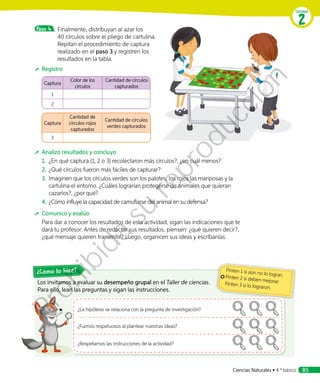 Paso 4 	Finalmente, distribuyan al azar los
40 círculos sobre el pliego de cartulina.
Repitan el procedimiento de captura
realizado en el paso 3 y registren los
resultados en la tabla.
	Registro
Captura
Color de los
círculos
Cantidad de círculos
capturados
1
2
Captura
Cantidad de
círculos rojos
capturados
Cantidad de círculos
verdes capturados
3
	 Analizo resultados y concluyo
1.	 ¿En qué captura (1, 2 o 3) recolectaron más círculos?, ¿en cuál menos?
2.	¿Qué círculos fueron más fáciles de capturar?
3.	Imaginen que los círculos verdes son los palotes, los rojos las mariposas y la
cartulina el entorno. ¿Cuáles lograrían protegerse de animales que quieran
cazarlos?, ¿por qué?
4.	¿Cómo influye la capacidad de camuflarse del animal en su defensa?
	 Comunico y evalúo
Para dar a conocer los resultados de esta actividad, sigan las indicaciones que te
dará tu profesor. Antes de redactar sus resultados, piensen: ¿qué quieren decir?,
¿qué mensaje quieren transmitir? Luego, organicen sus ideas y escríbanlas.
Los invitamos a evaluar su desempeño grupal en el Taller de ciencias.
Para ello, lean las preguntas y sigan las instrucciones.
¿Cómo lo hice?
¿La hipótesis se relaciona con la pregunta de investigación?
¿Fuimos respetuosos al plantear nuestras ideas?
¿Respetamos las instrucciones de la actividad?
Pinten 1 si aún no lo logran.Pinten 2 si deben mejorar.Pinten 3 si lo lograron.
Unidad
2
Ciencias Naturales • 4.º básico 85
Prohibida
su
reproducción
 