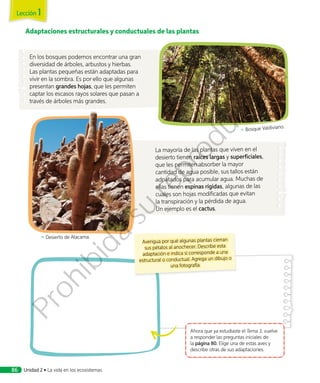 Adaptaciones estructurales y conductuales de las plantas
La mayoría de las plantas que viven en el
desierto tienen raíces largas y superficiales,
que les permiten absorber la mayor
cantidad de agua posible, sus tallos están
adpatados para acumular agua. Muchas de
ellas tienen espinas rígidas, algunas de las
cuales son hojas modificadas que evitan
la transpiración y la pérdida de agua.
Un ejemplo es el cactus.
En los bosques podemos encontrar una gran
diversidad de árboles, arbustos y hierbas.
Las plantas pequeñas están adaptadas para
vivir en la sombra. Es por ello que algunas
presentan grandes hojas, que les permiten
captar los escasos rayos solares que pasan a
través de árboles más grandes.
↖ Desierto de Atacama.
Ahora que ya estudiaste el Tema 3, vuelve
a responder las preguntas iniciales de
la página 80. Elige una de estas aves y
describe otras de sus adaptaciones.
↖ Bosque Valdiviano.
Averigua por qué algunas plantas cierran
sus pétalos al anochecer. Describe esta
adaptación e indica si corresponde a una
estructural o conductual. Agrega un dibujo o
una fotografía.
Lección 1
Unidad 2 • La vida en los ecosistemas86
Prohibida
su
reproducción
 